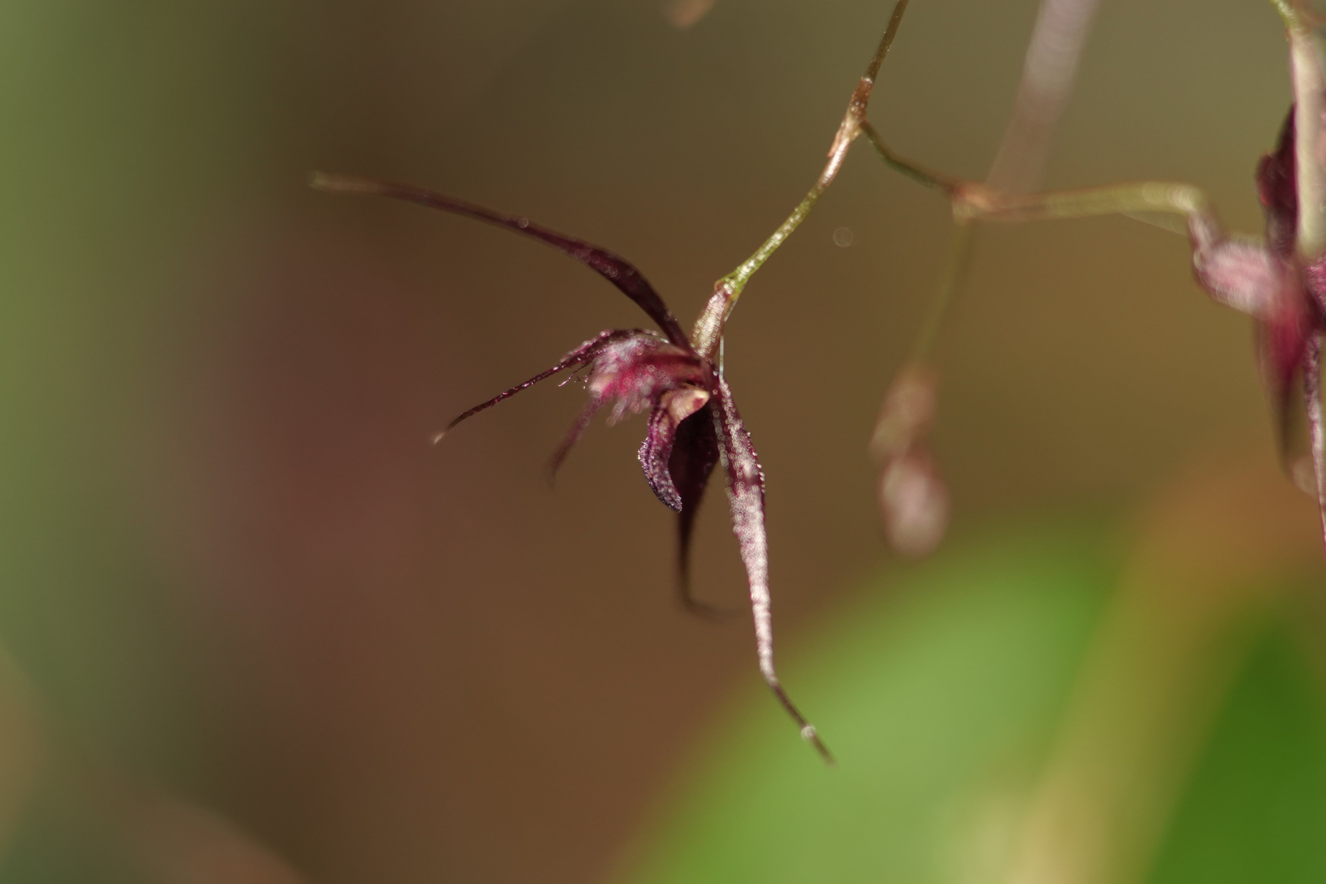 Muscarella sp 1. La Honda.