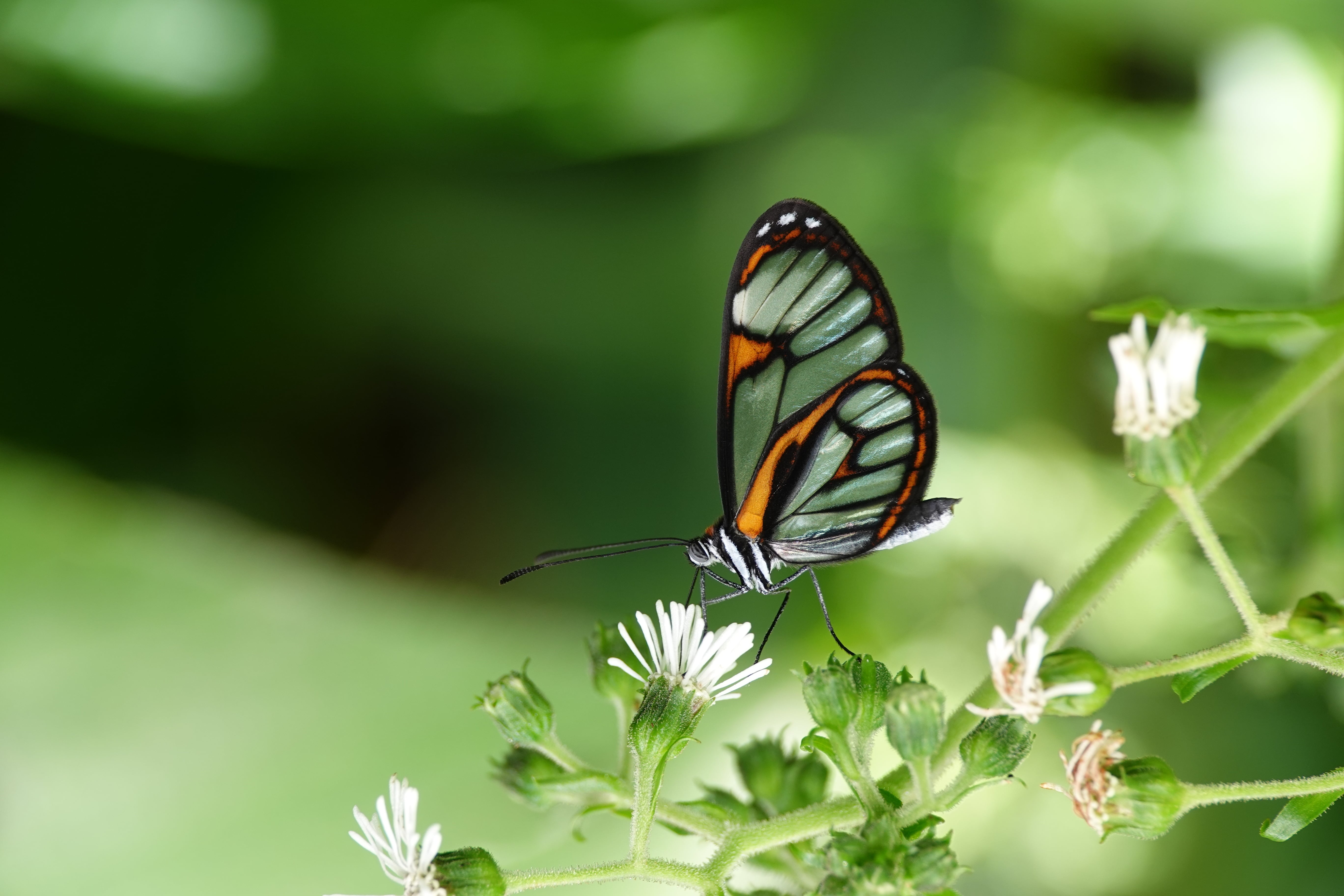 Lepidoptera — Butterflies and moths