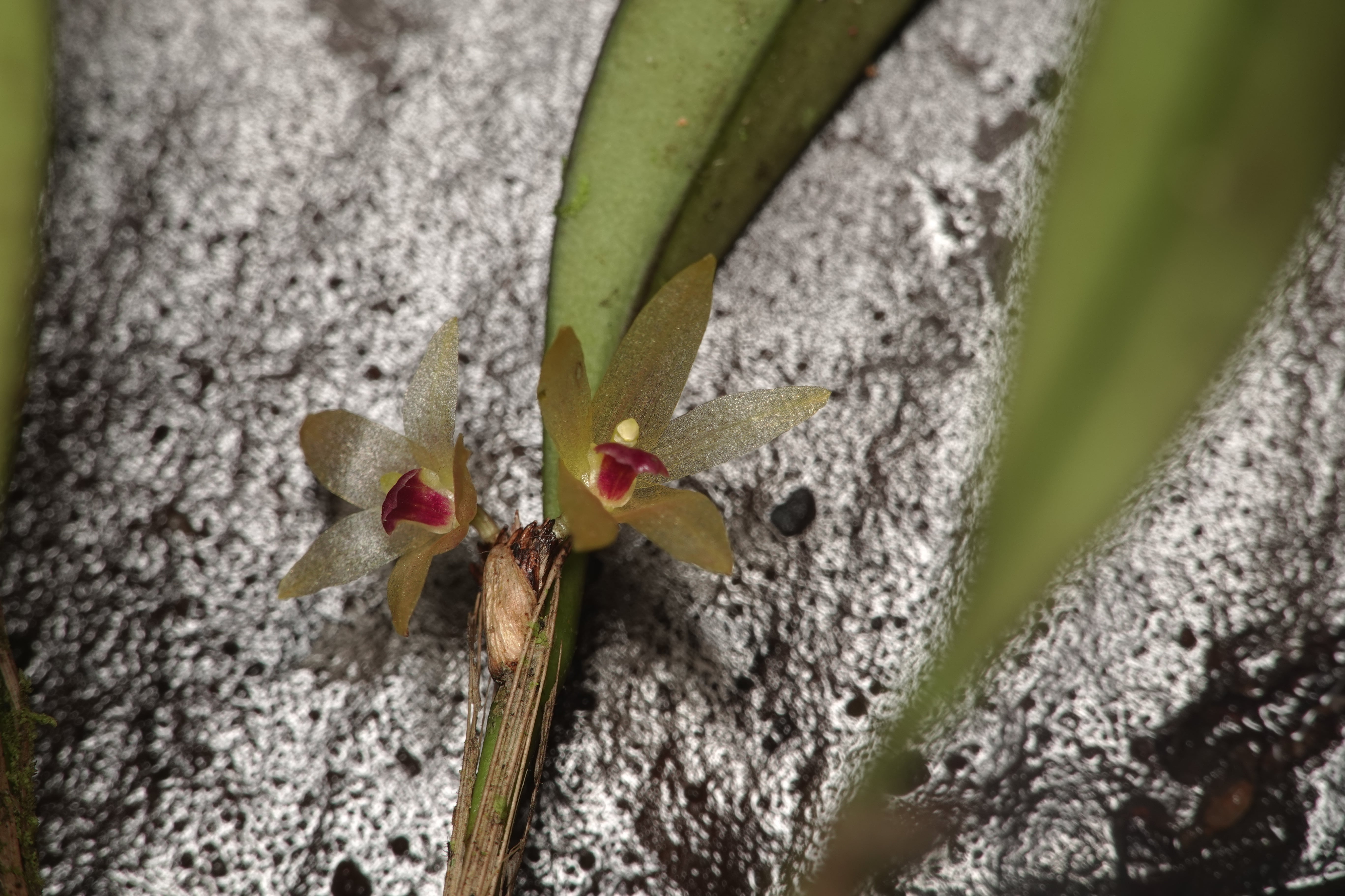 Octomeria sp