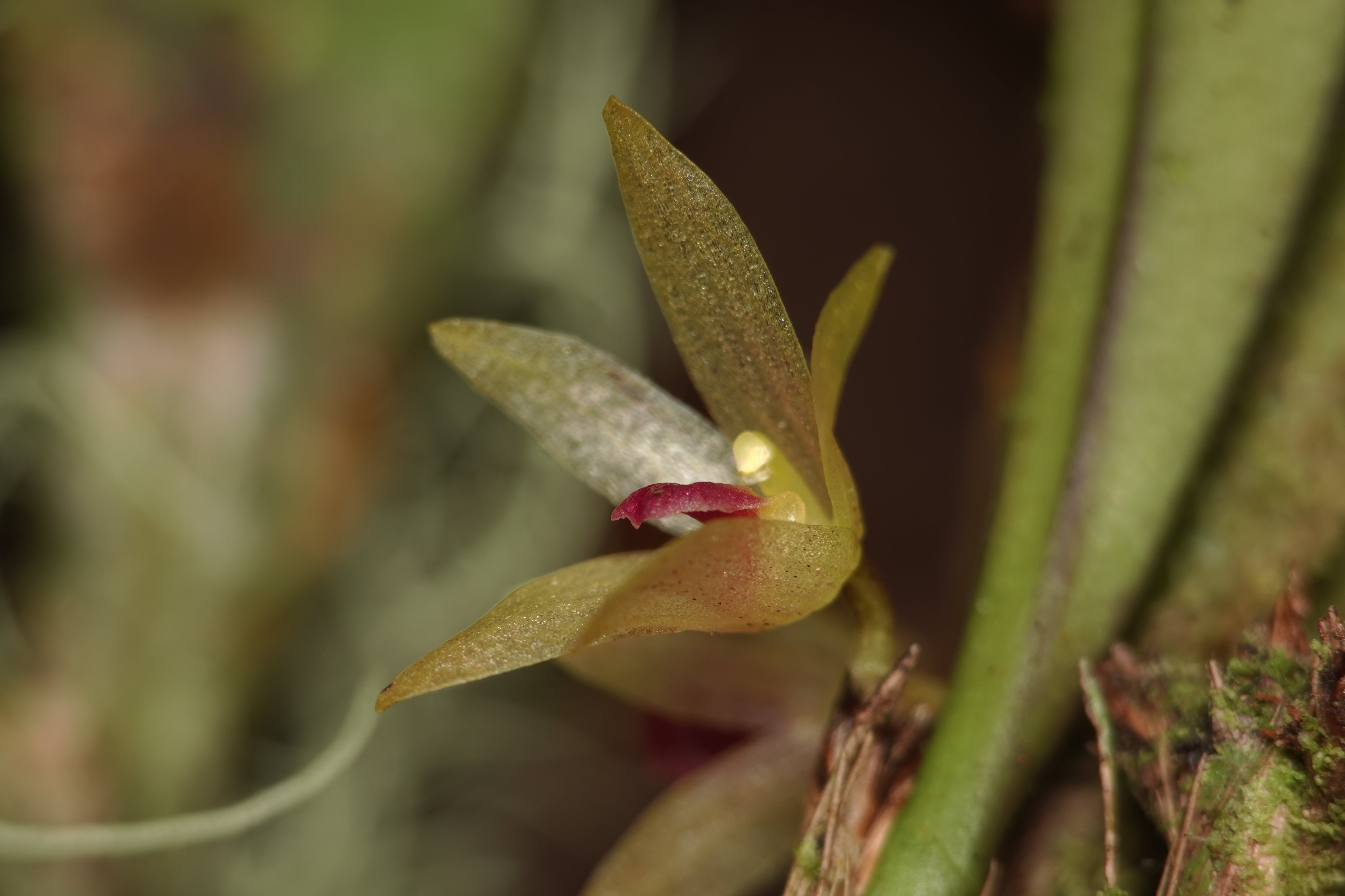 *Octomeria sp*. La Honda.