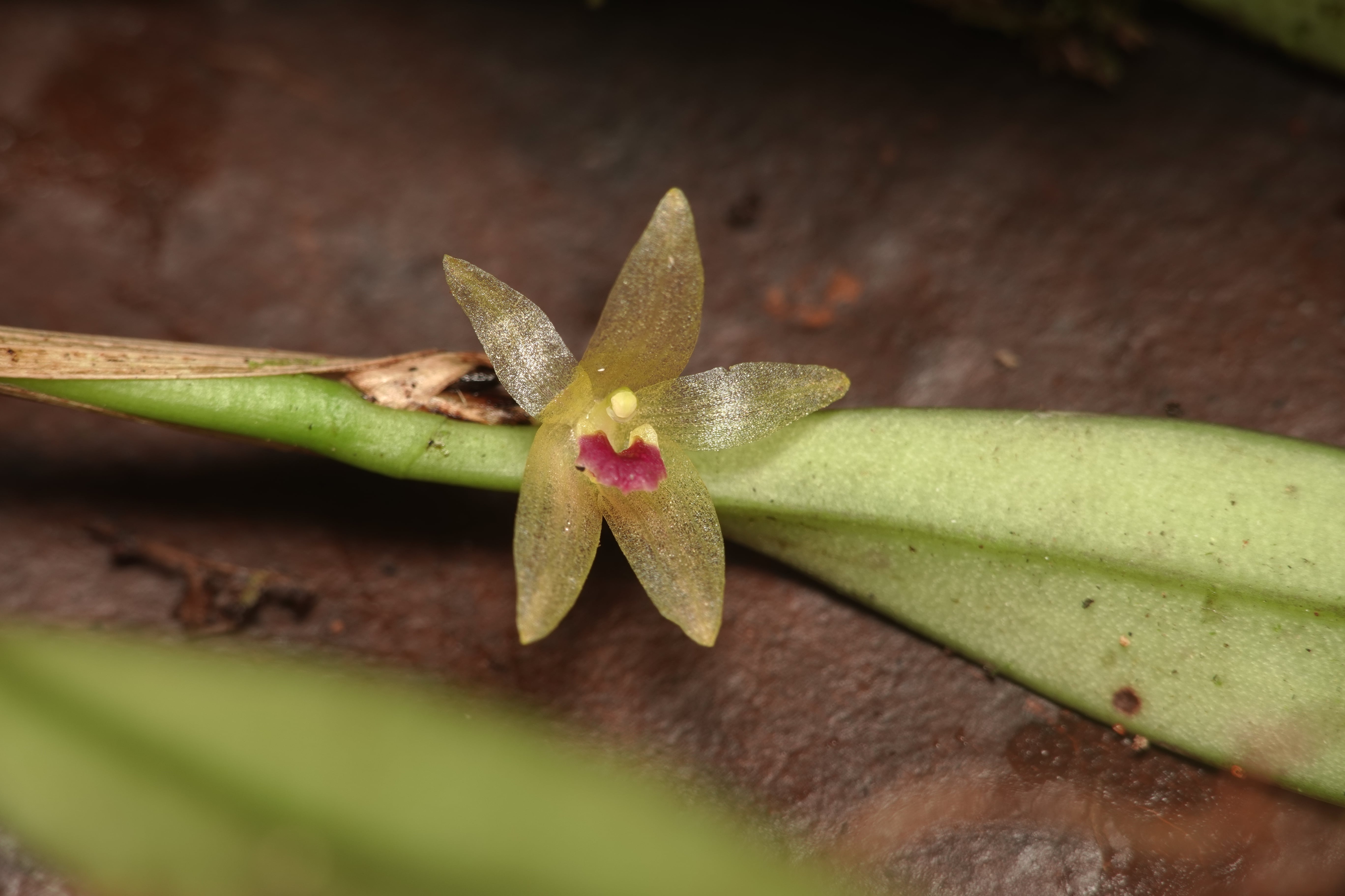 *Octomeria sp*. La Honda.