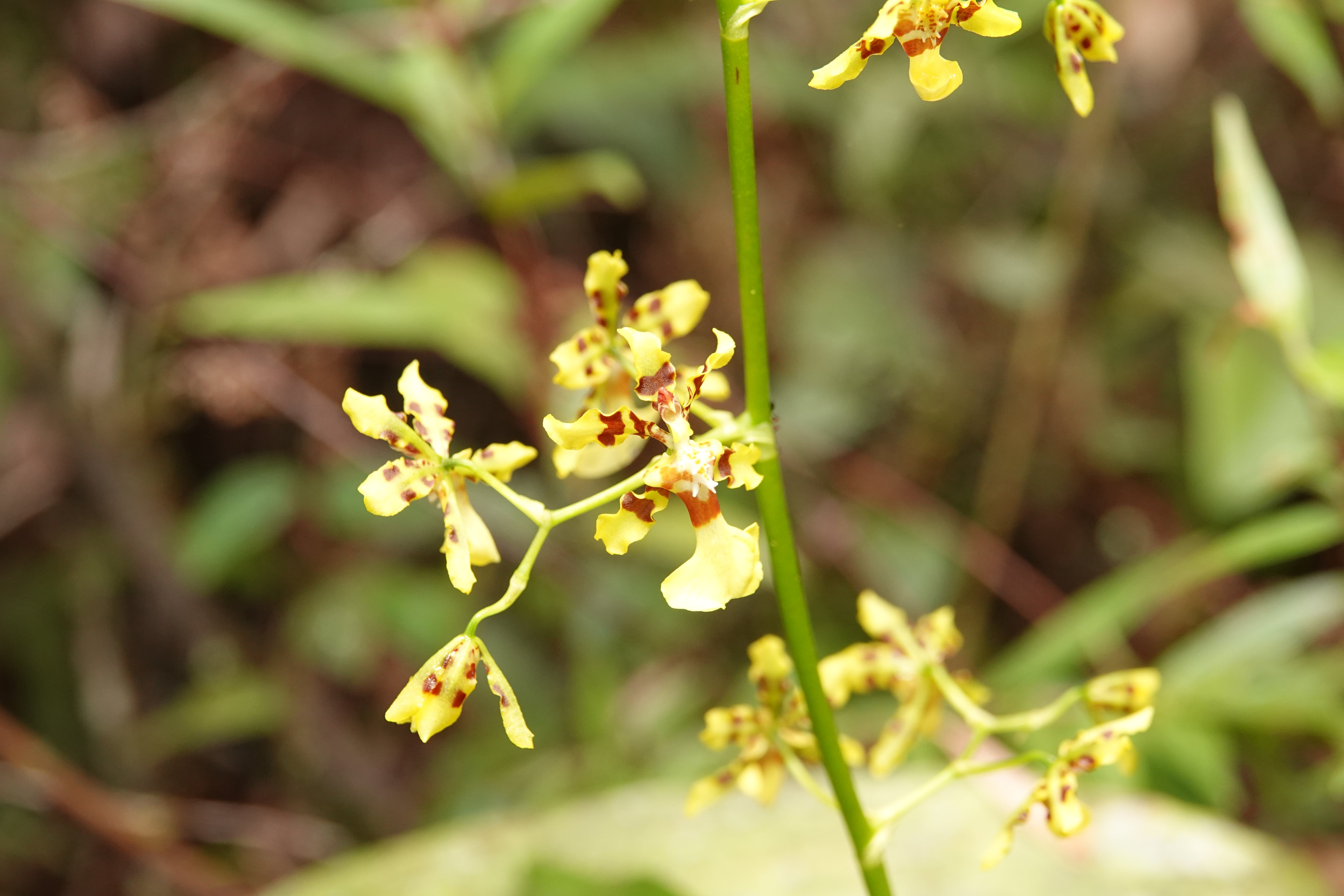 Oncidiinae sp 1. La Honda.
