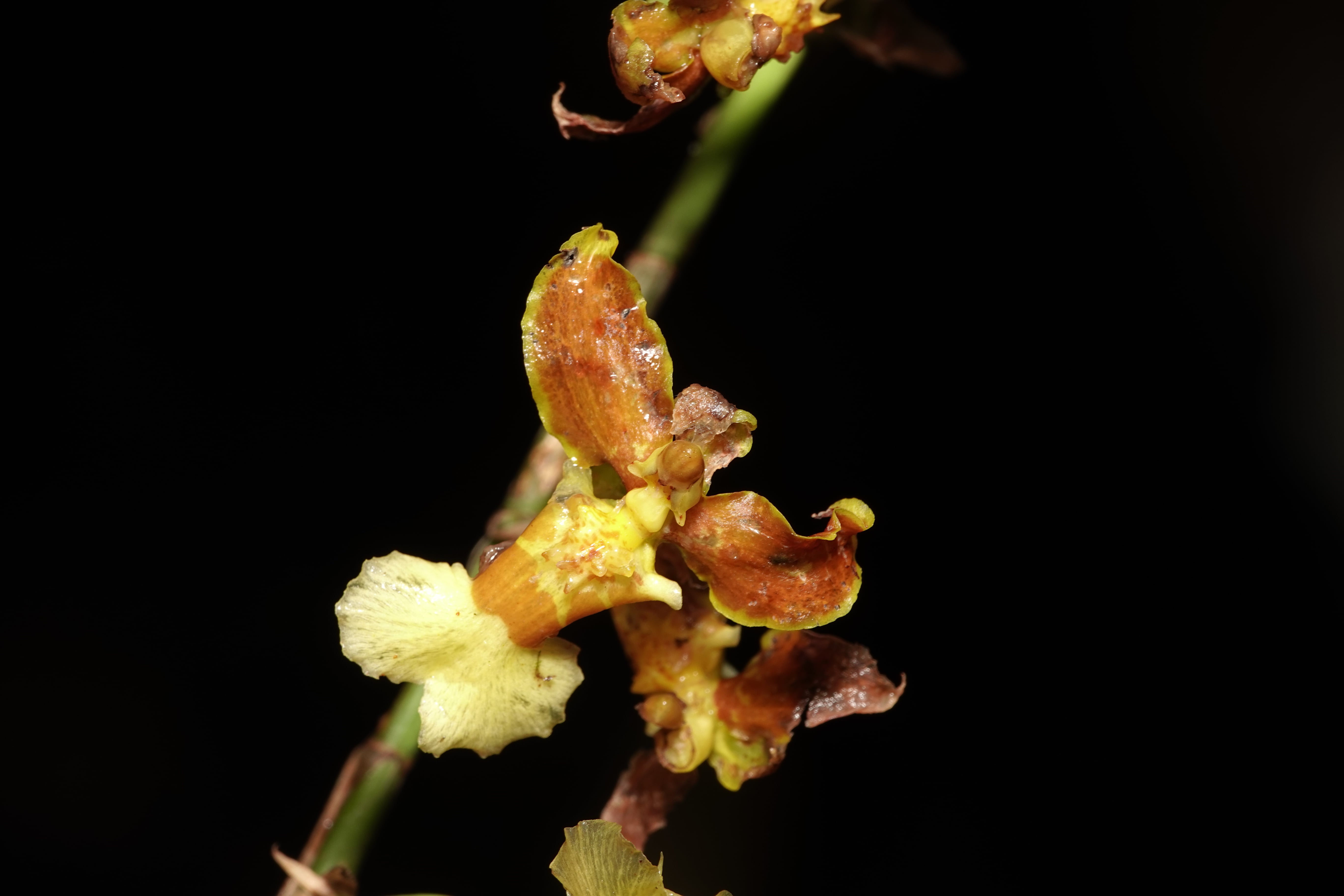 Oncidiinae sp 10