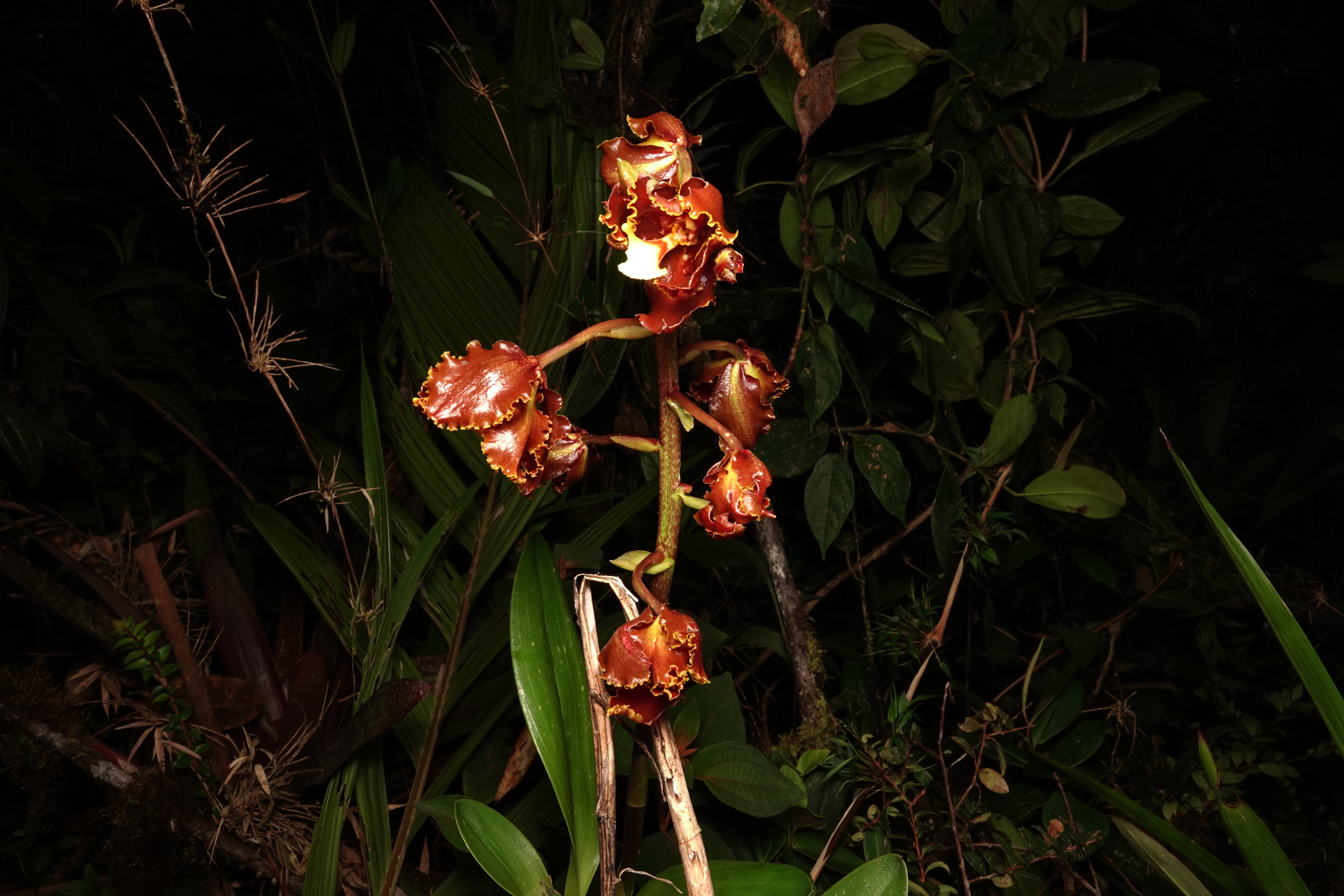 Oncidiinae sp 11. La Honda.