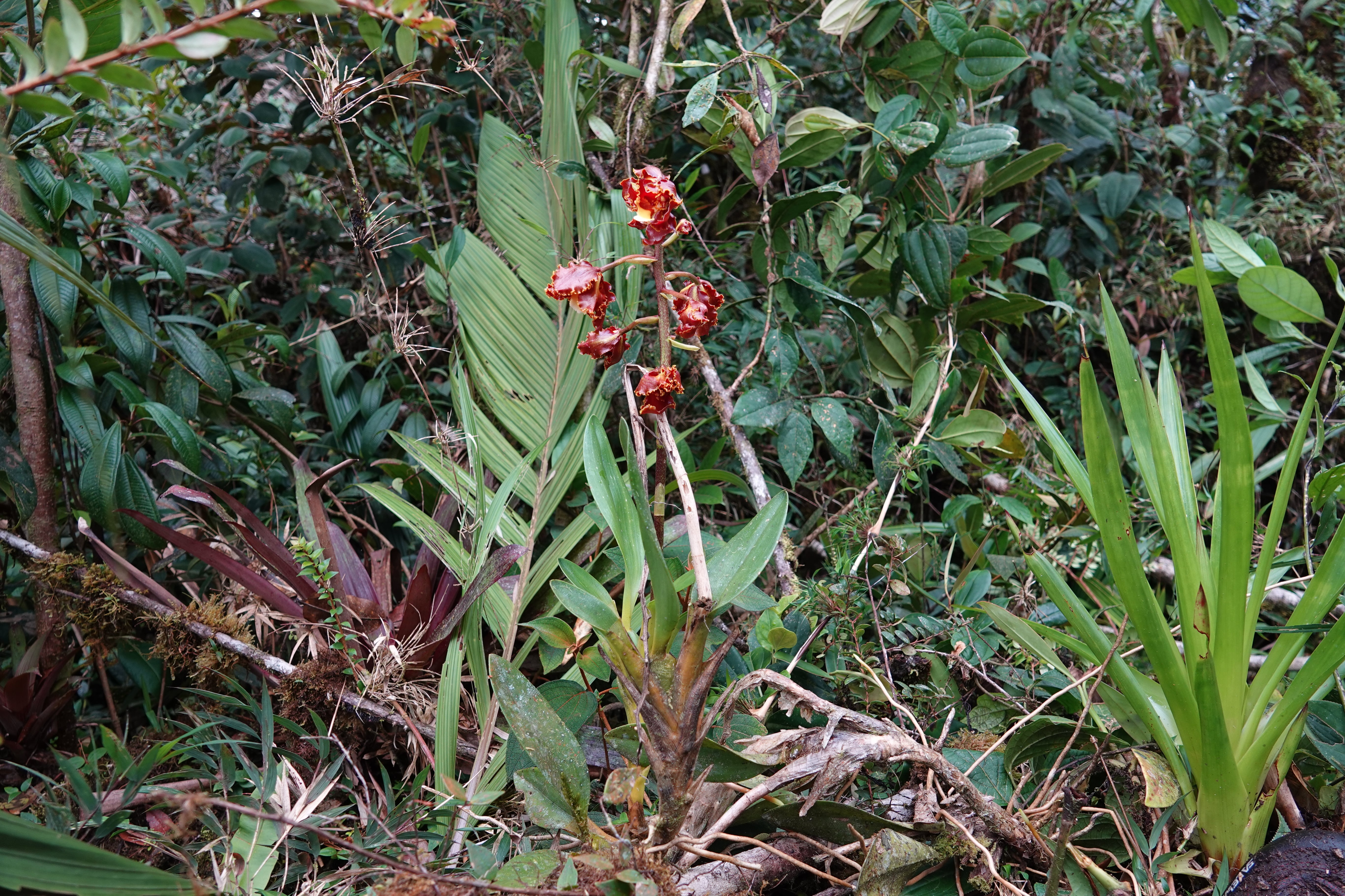 Oncidiinae sp 11. La Honda.