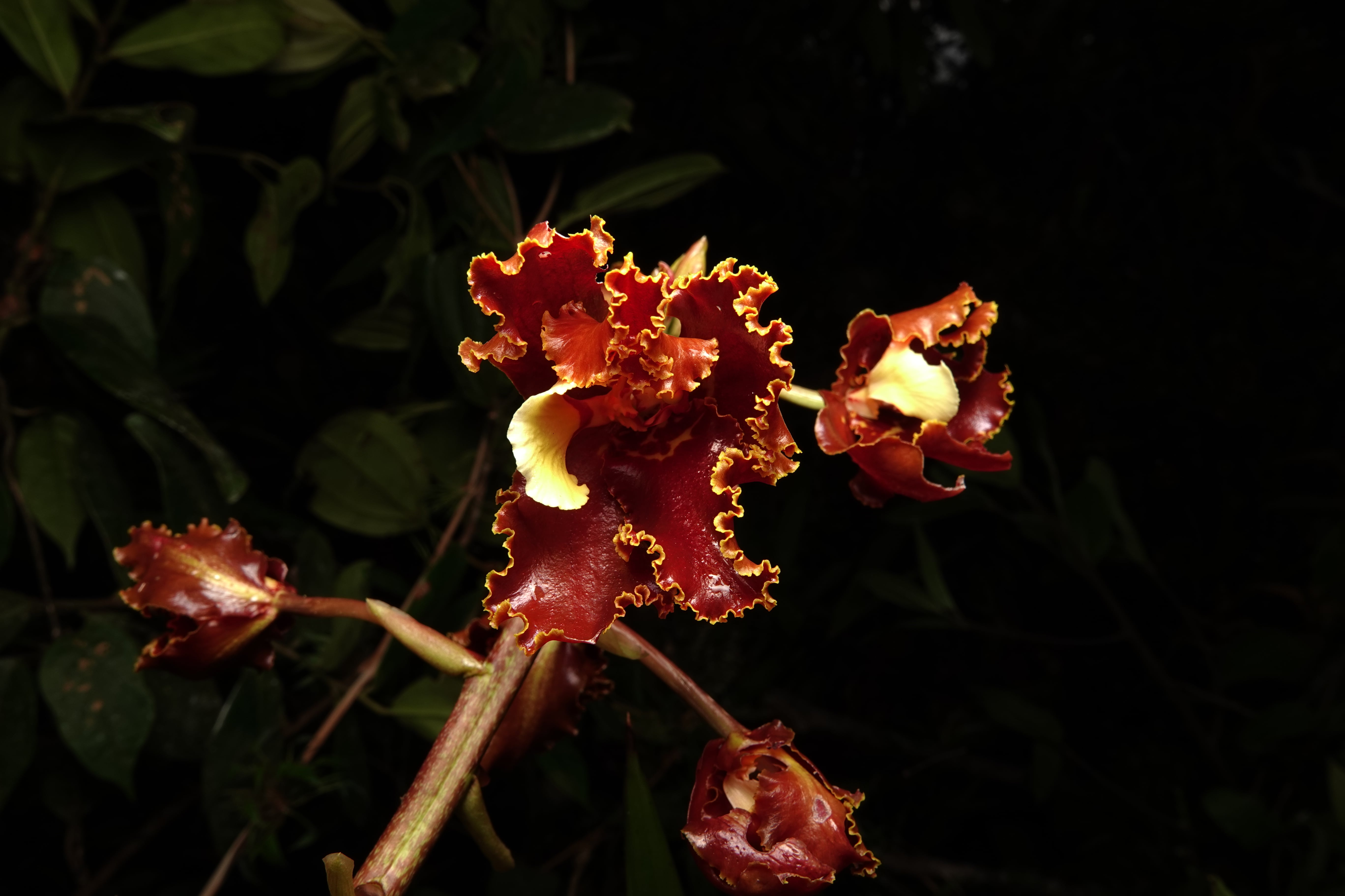 Oncidiinae sp 11. La Honda.