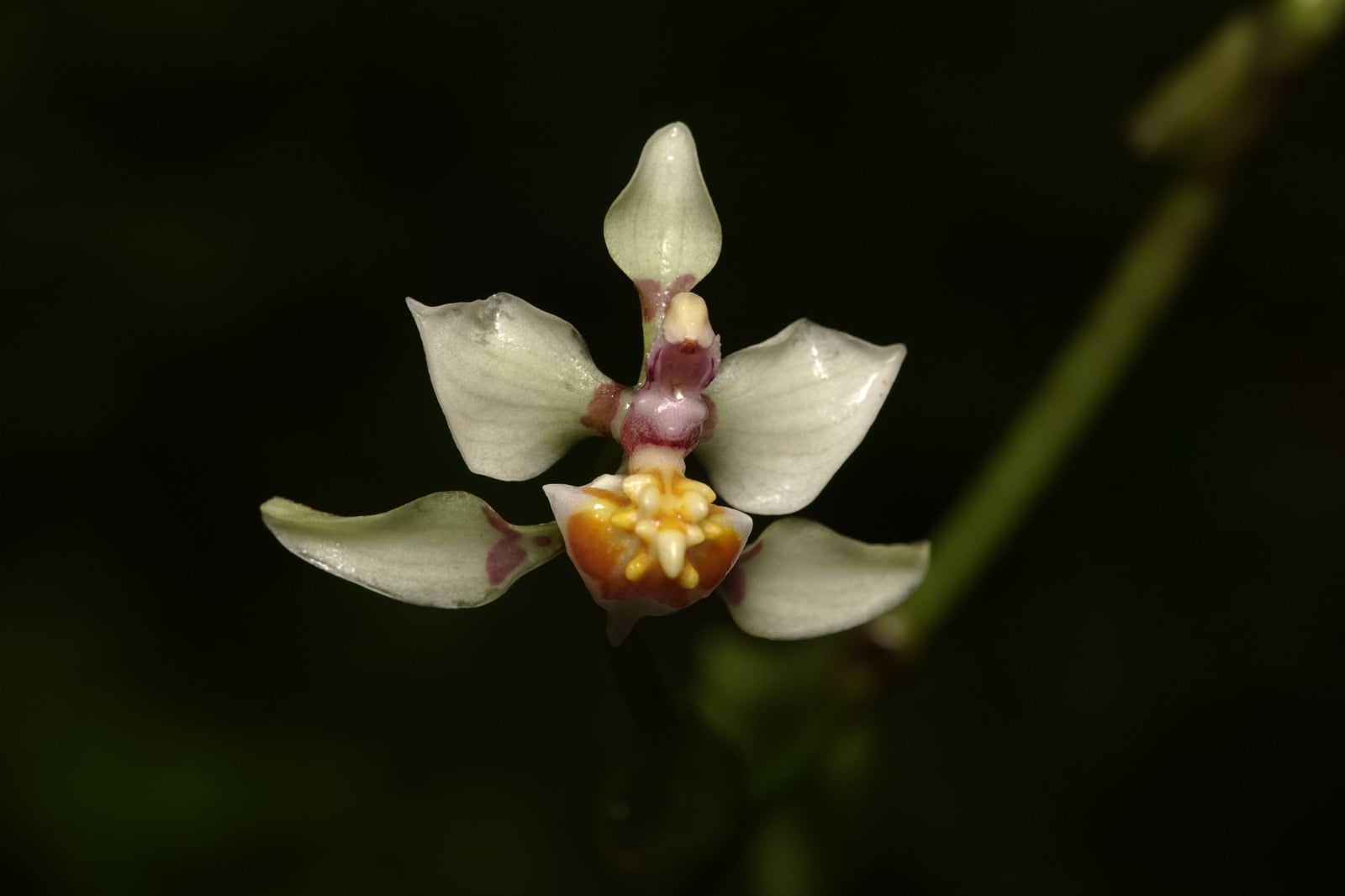 Oncidiinae sp 12