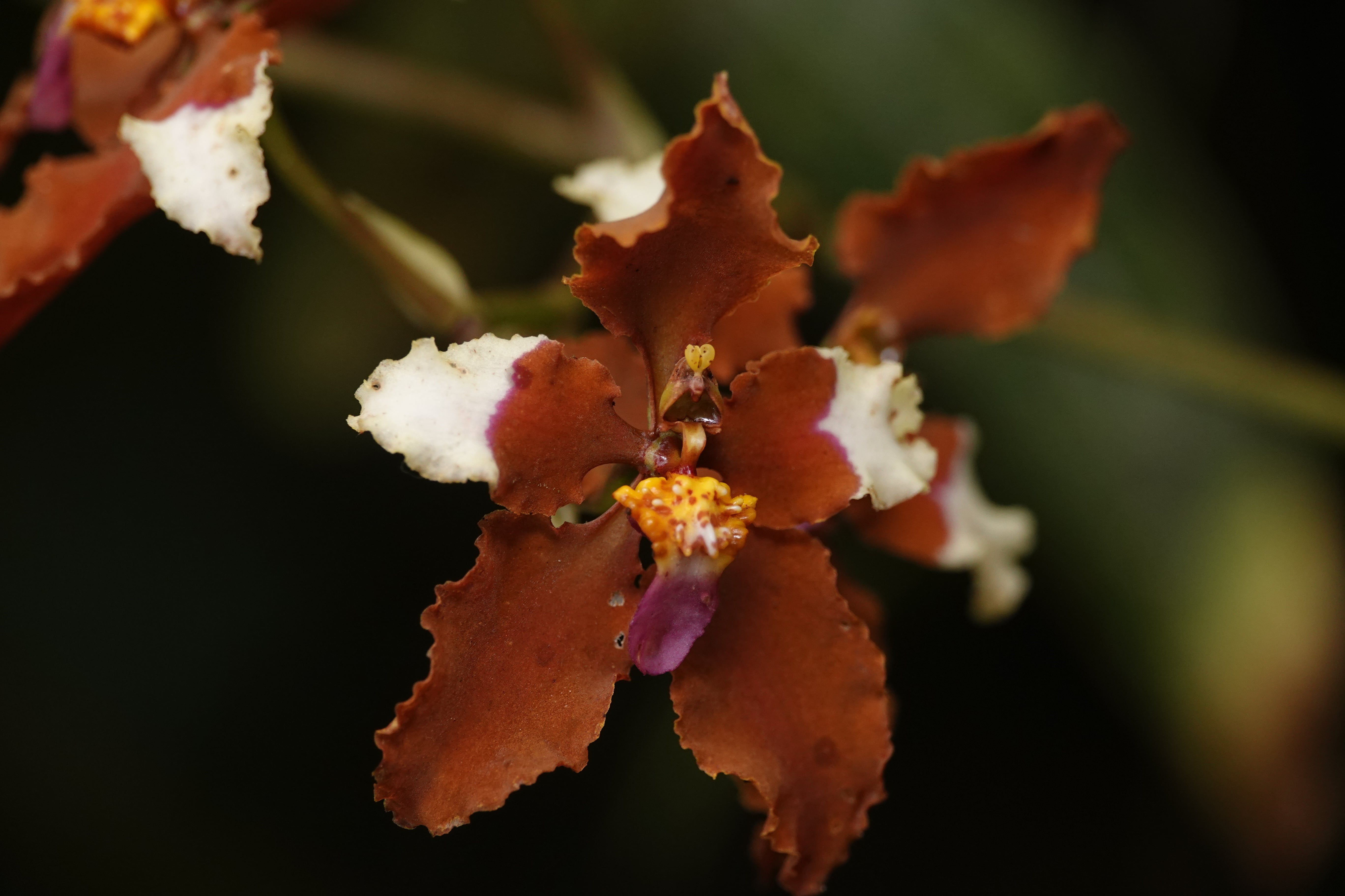 Oncidiinae sp 2