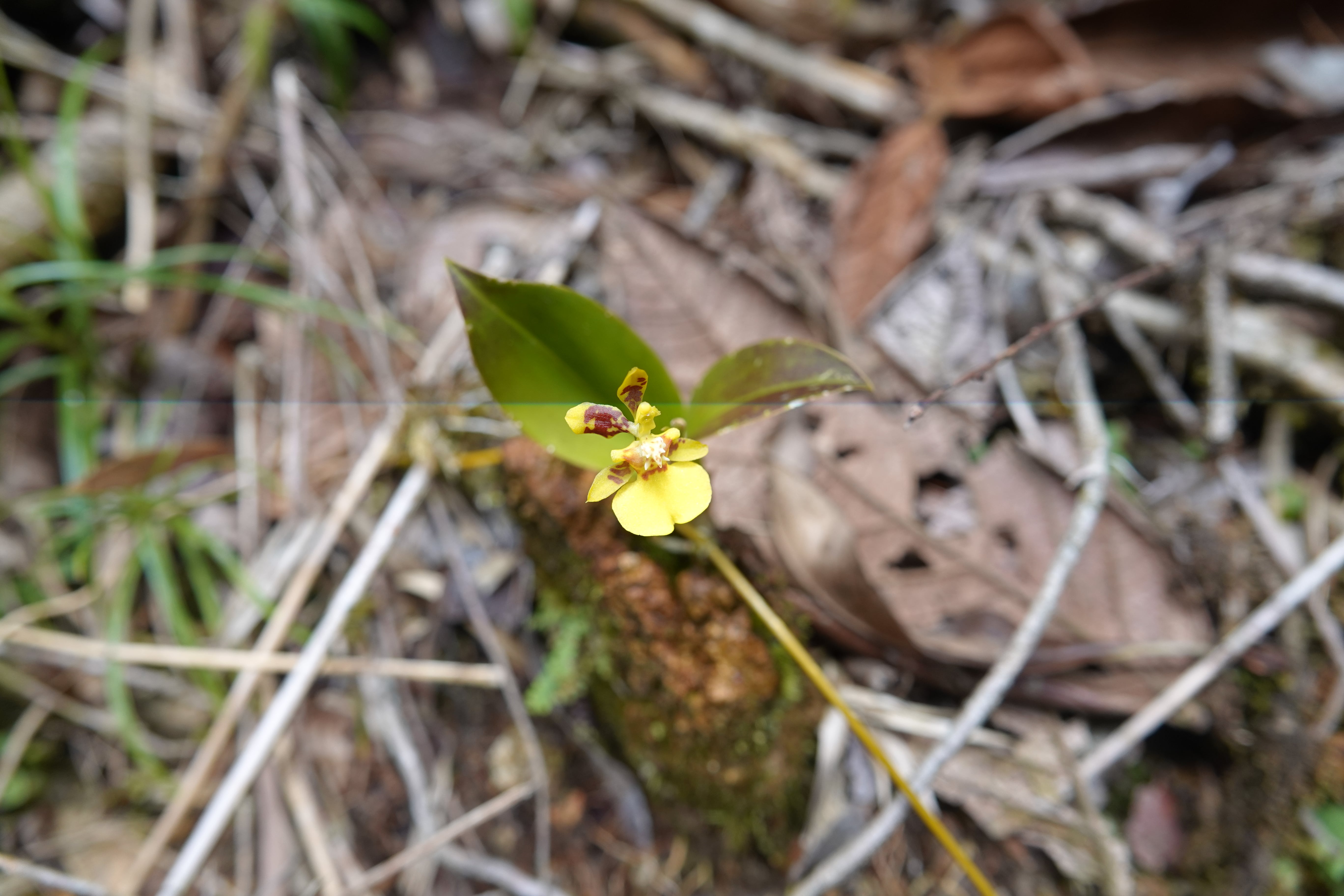 Oncidiinae sp 3
