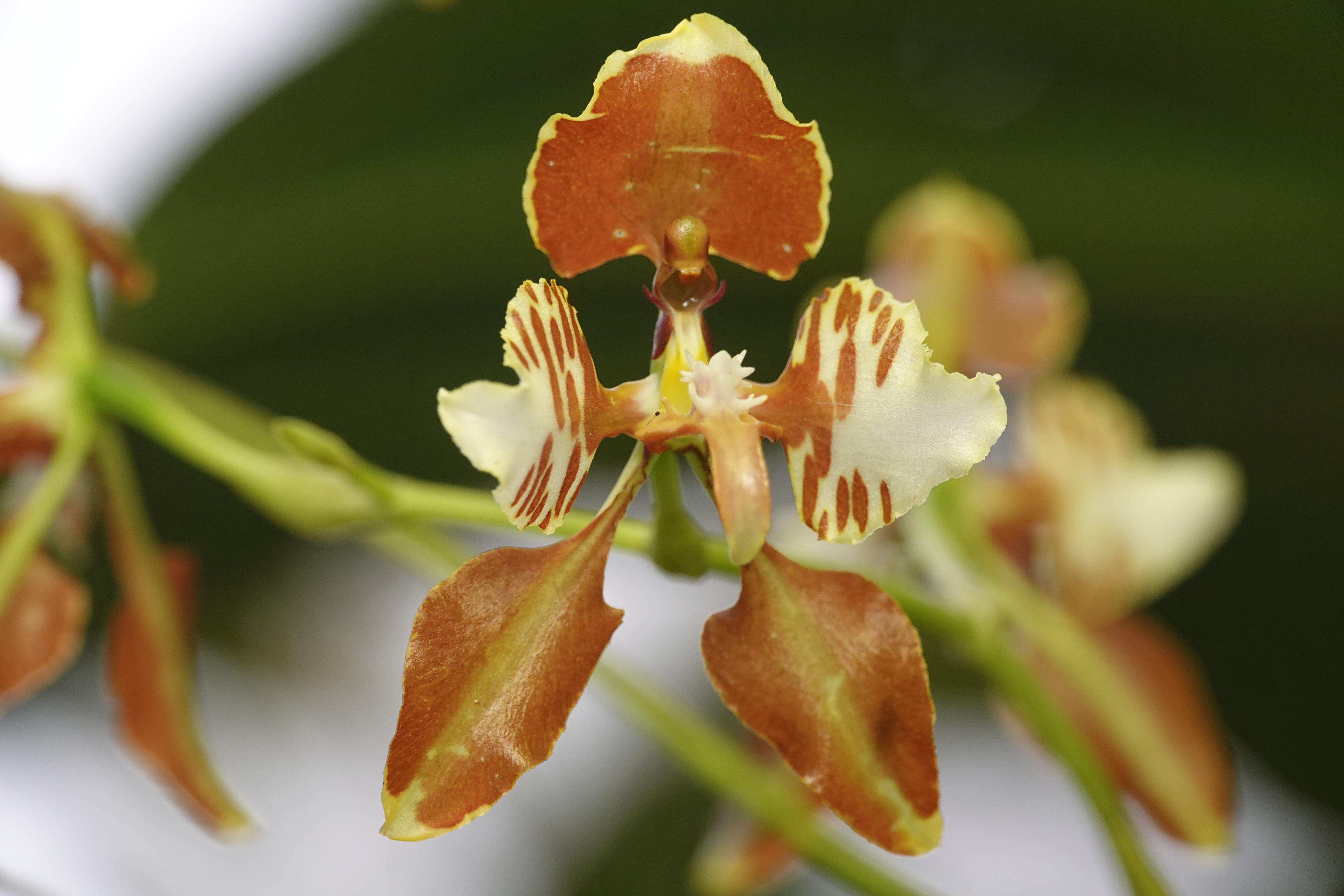 Oncidiinae sp 4