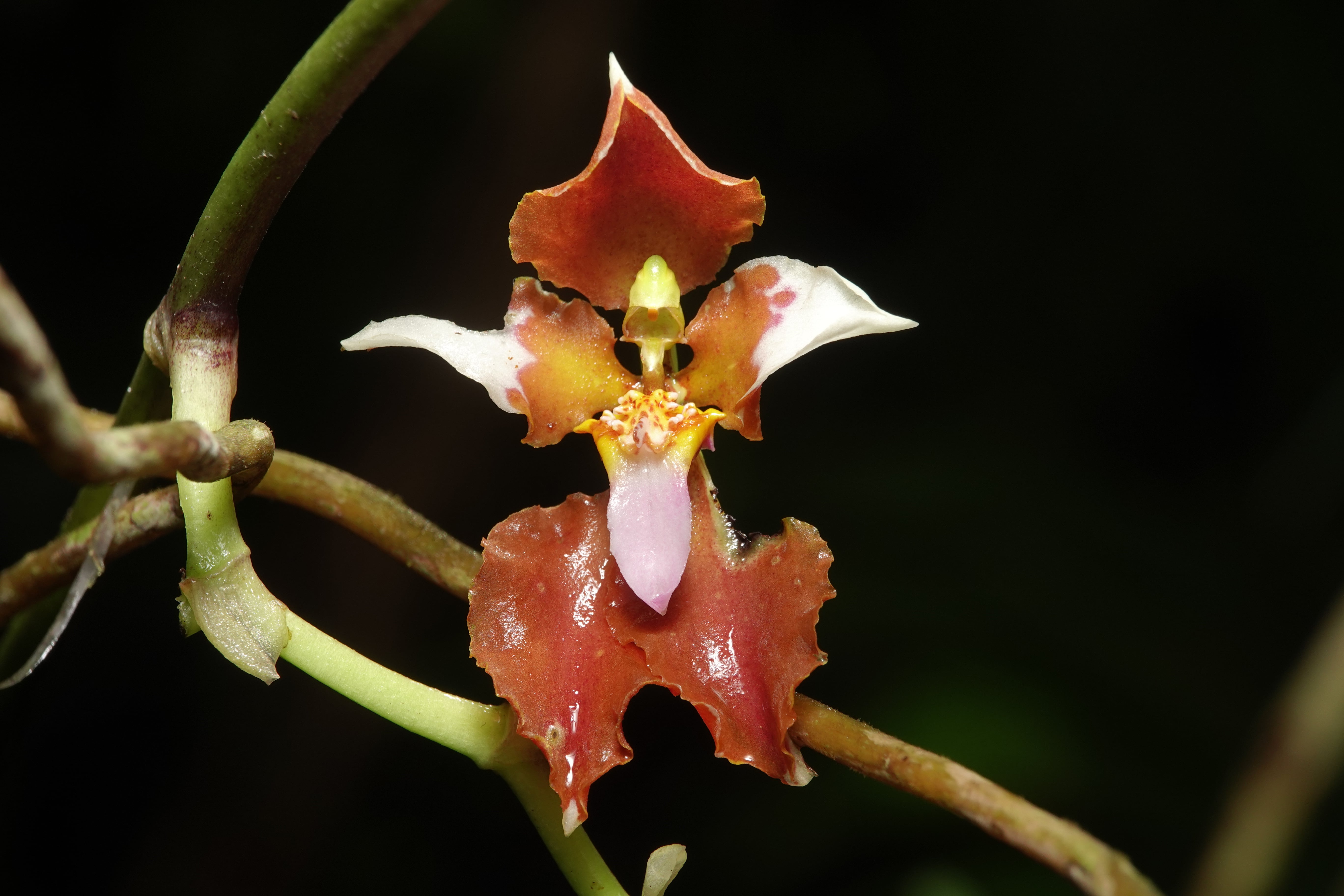 Oncidiinae sp 5