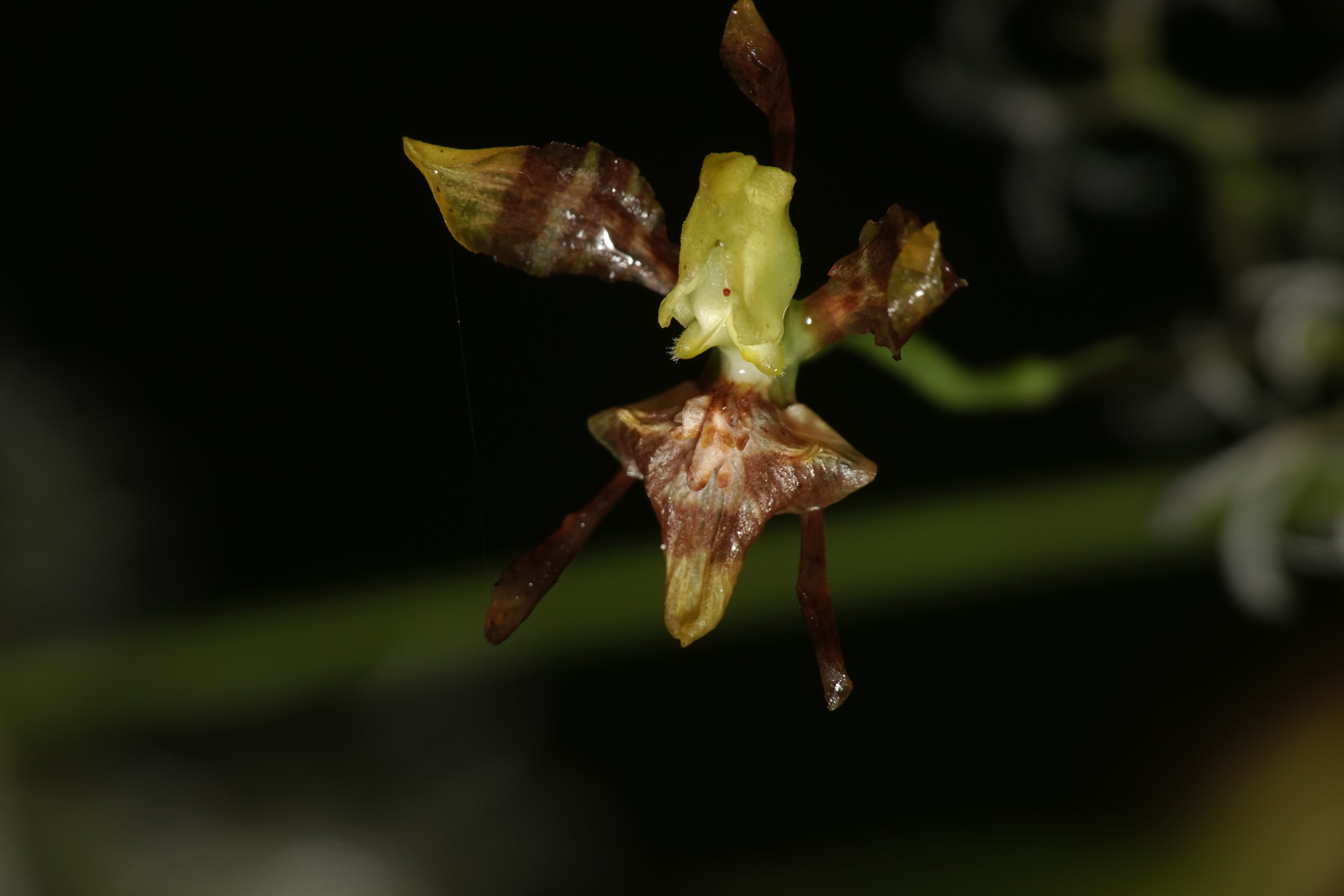 Oncidiinae sp 6