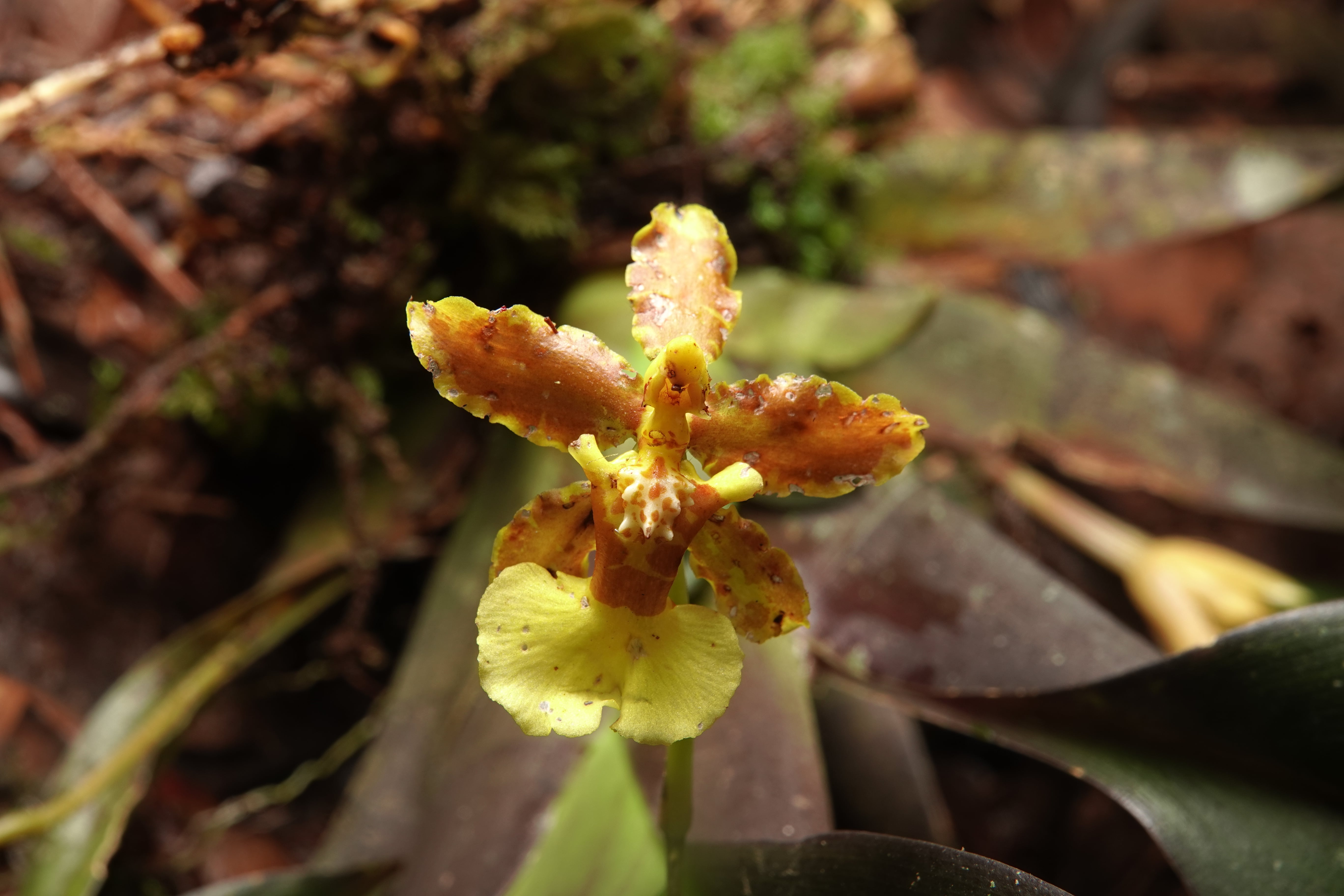 Oncidiinae sp 7