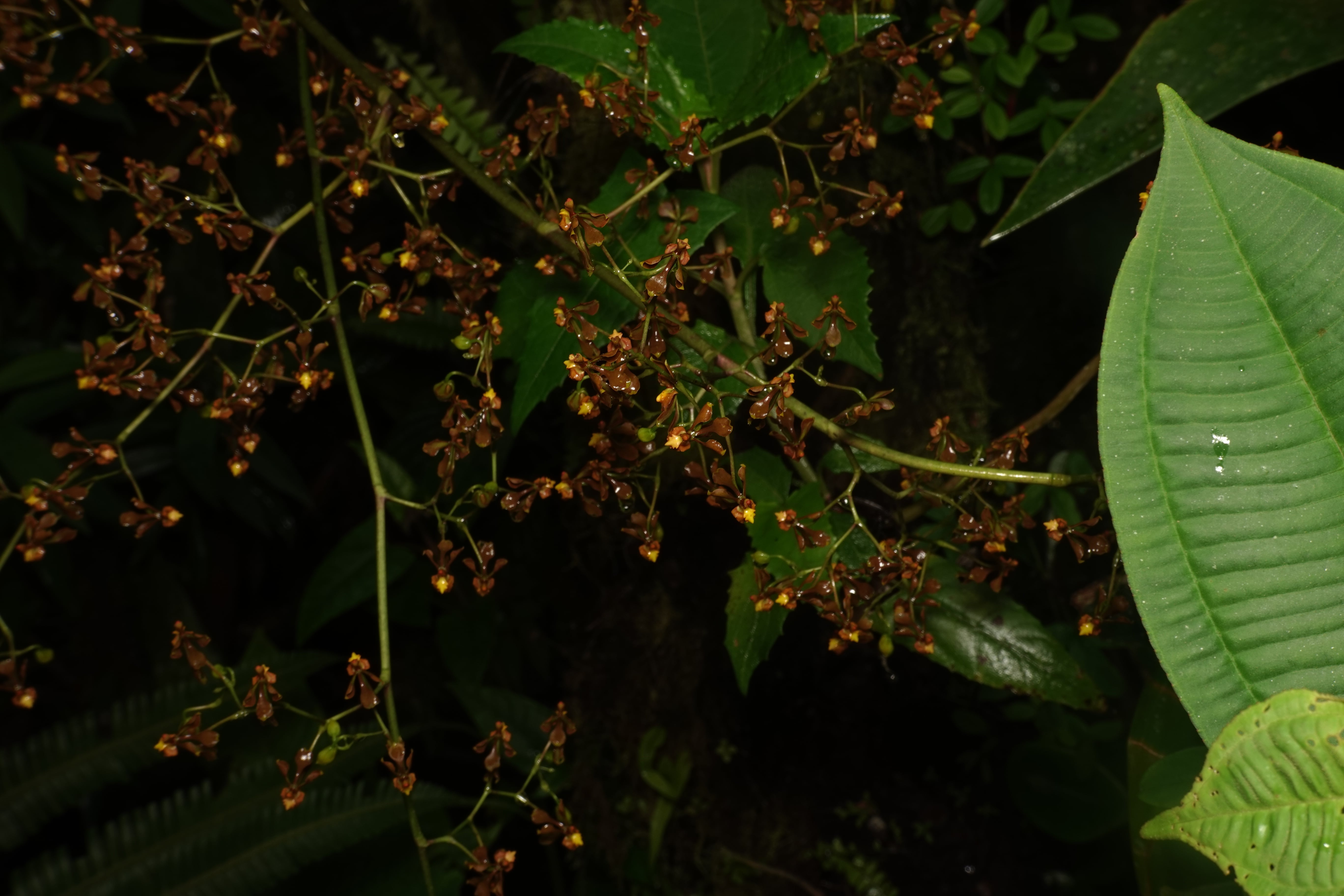 Oncidiinae sp 8. La Honda.