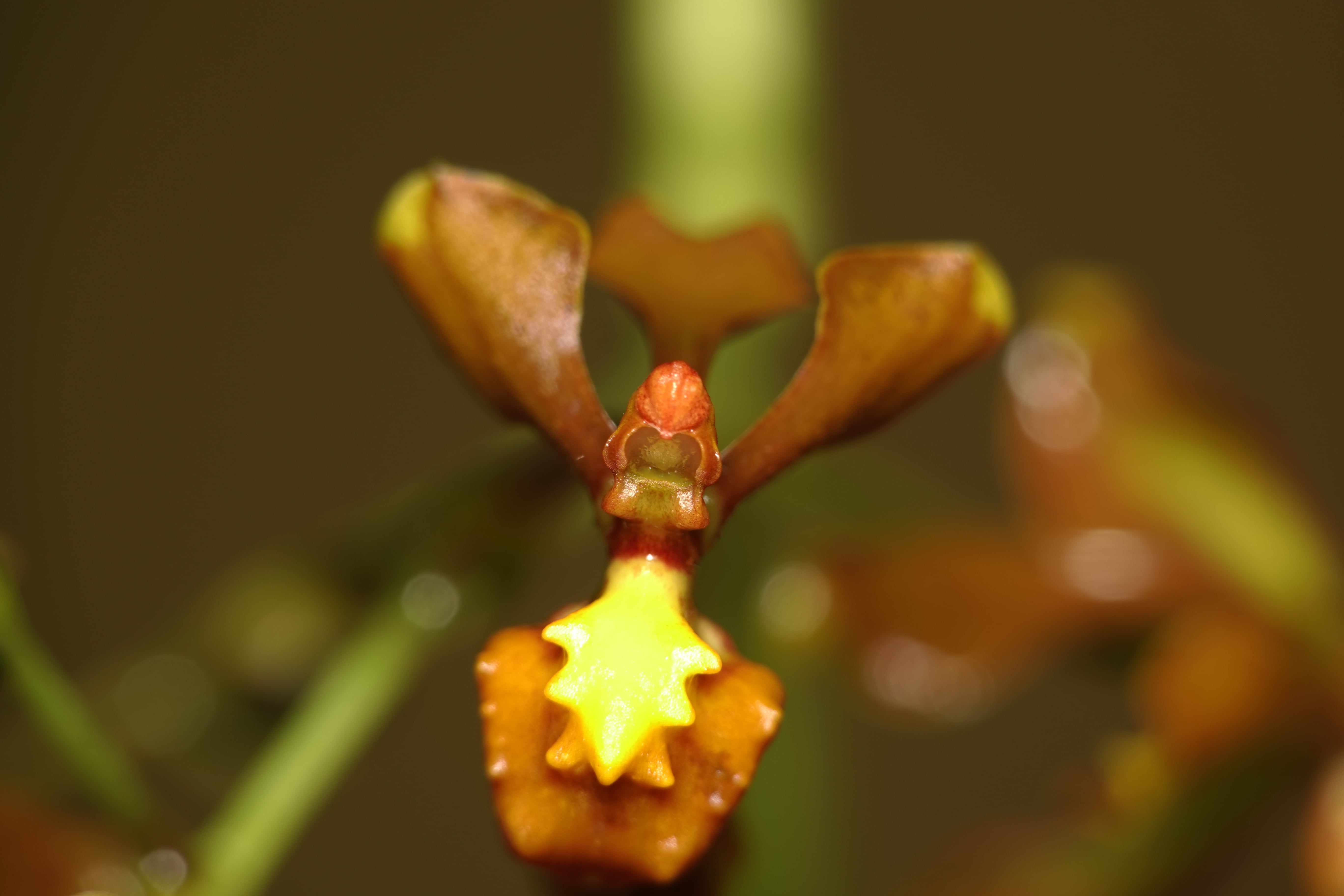 Oncidiinae sp 8