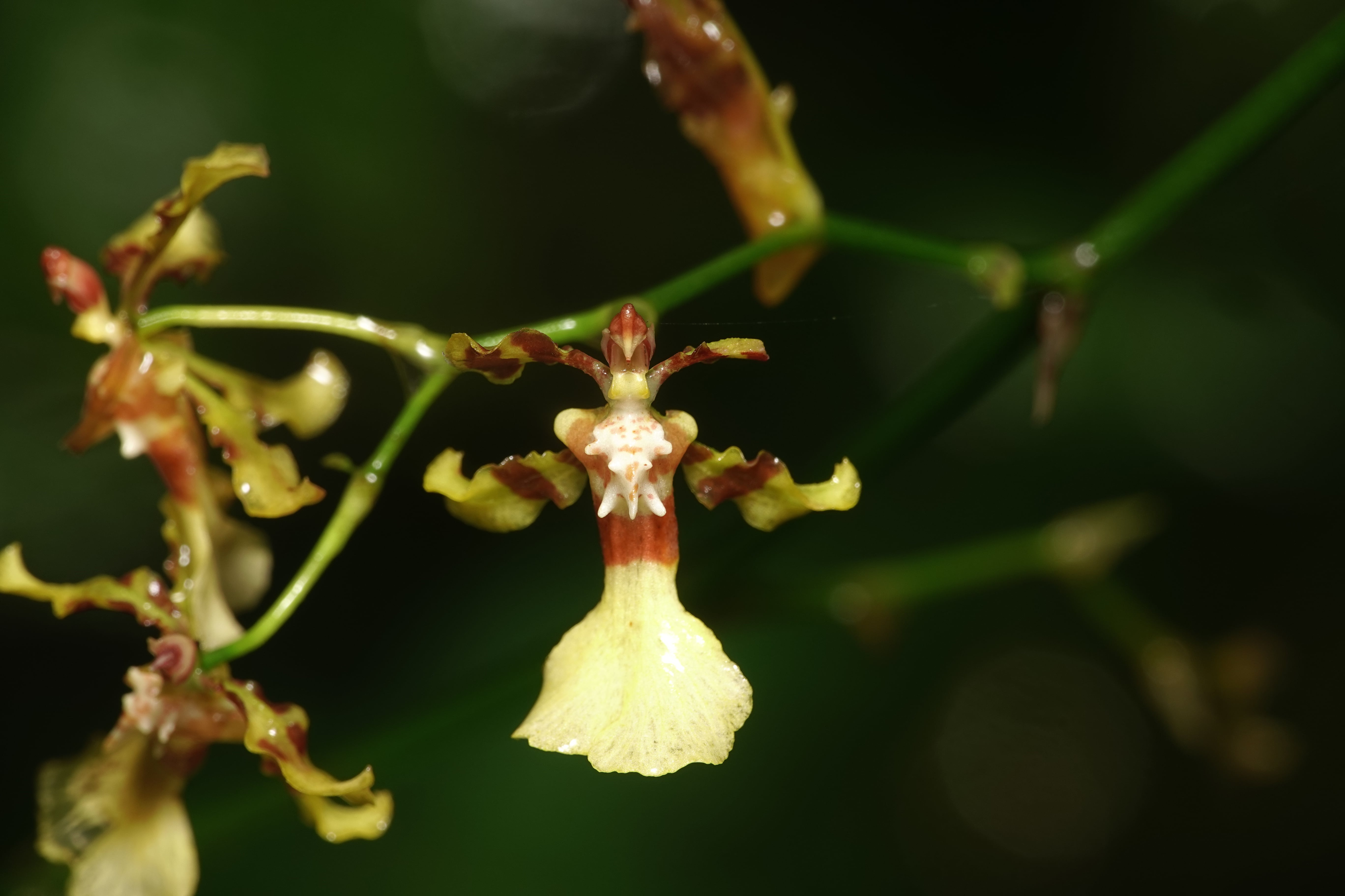 Oncidiinae sp 9