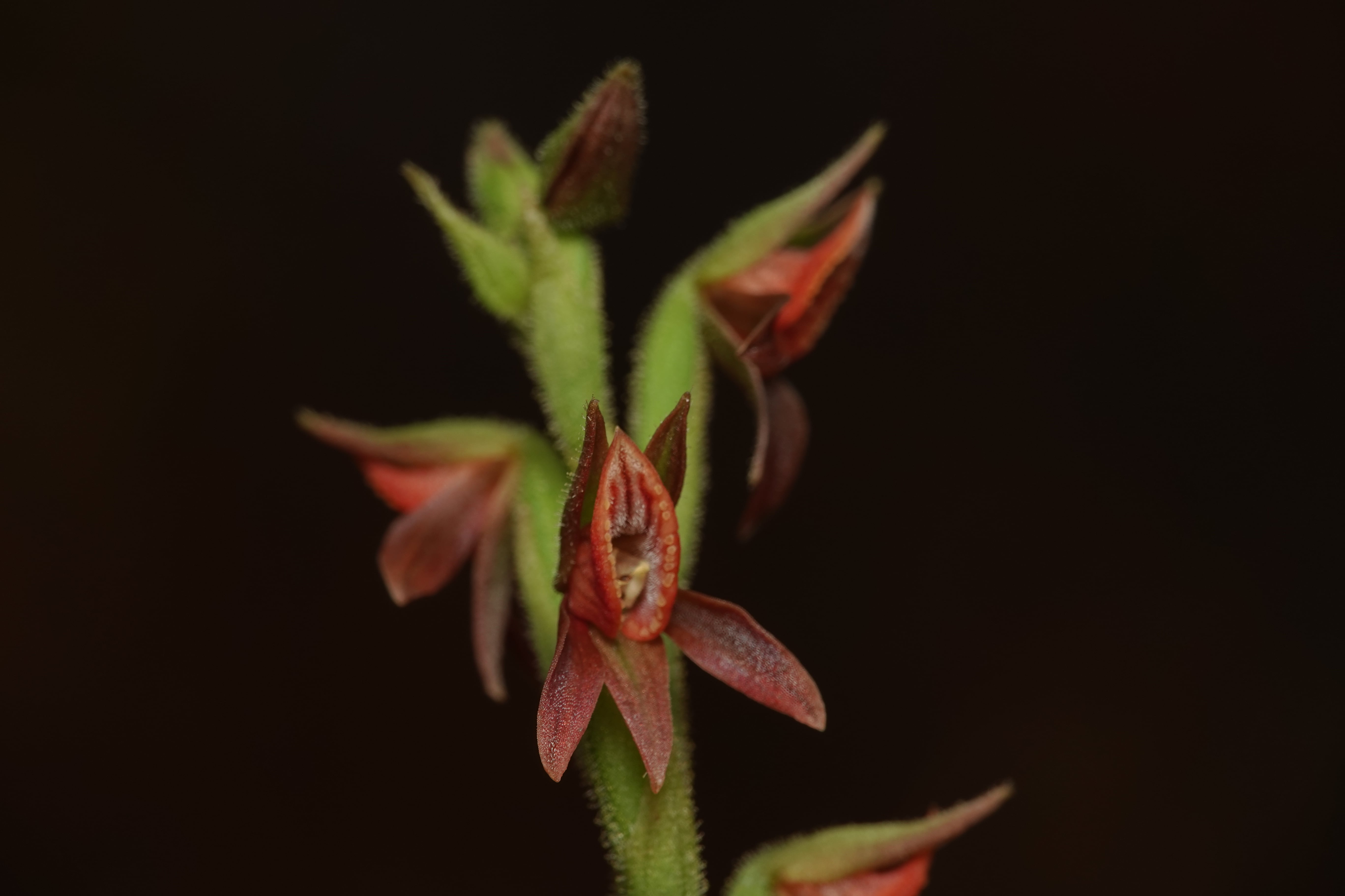 Orchidaceae sp 1