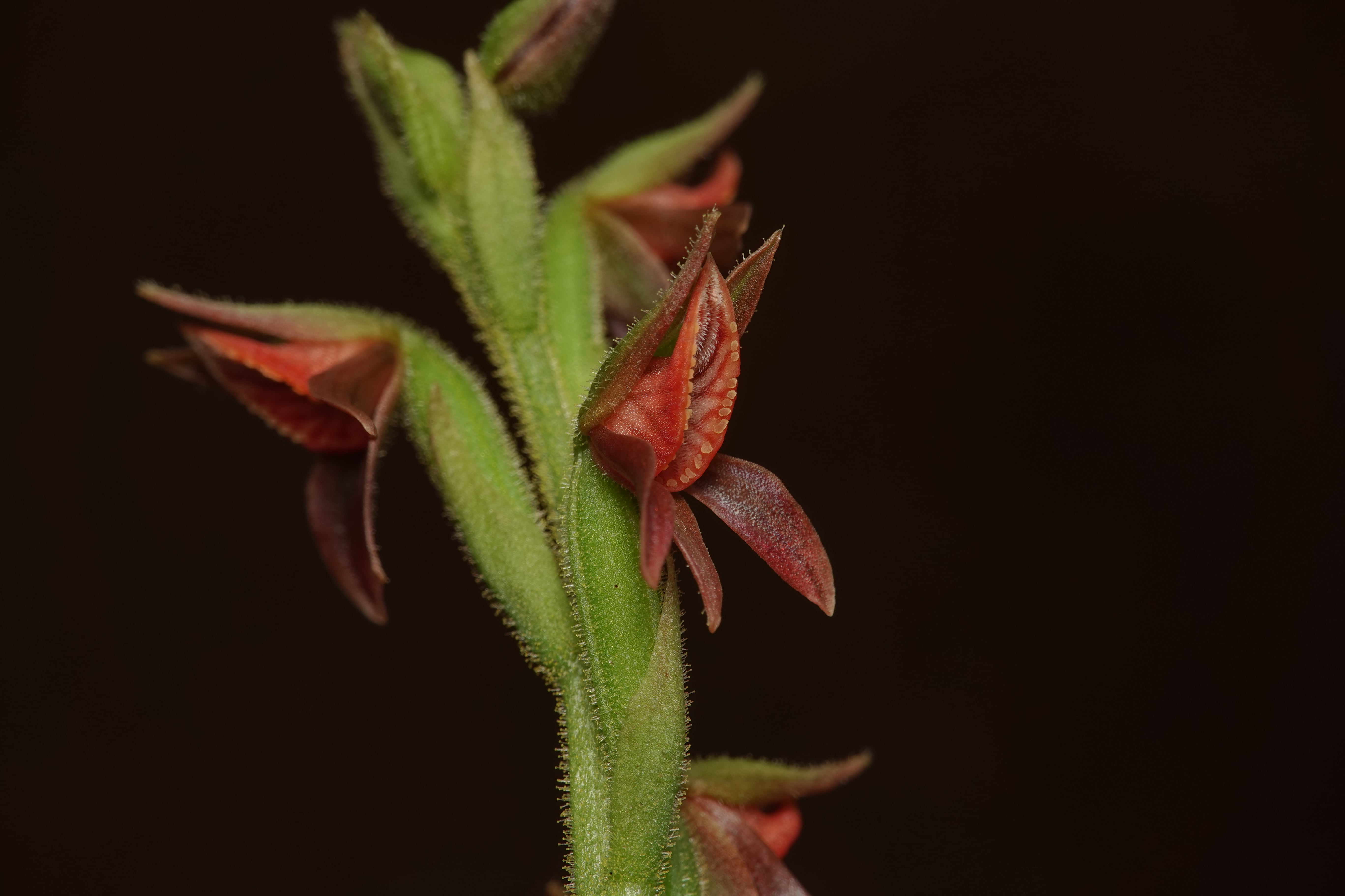 Orchidaceae sp 1. La Honda.