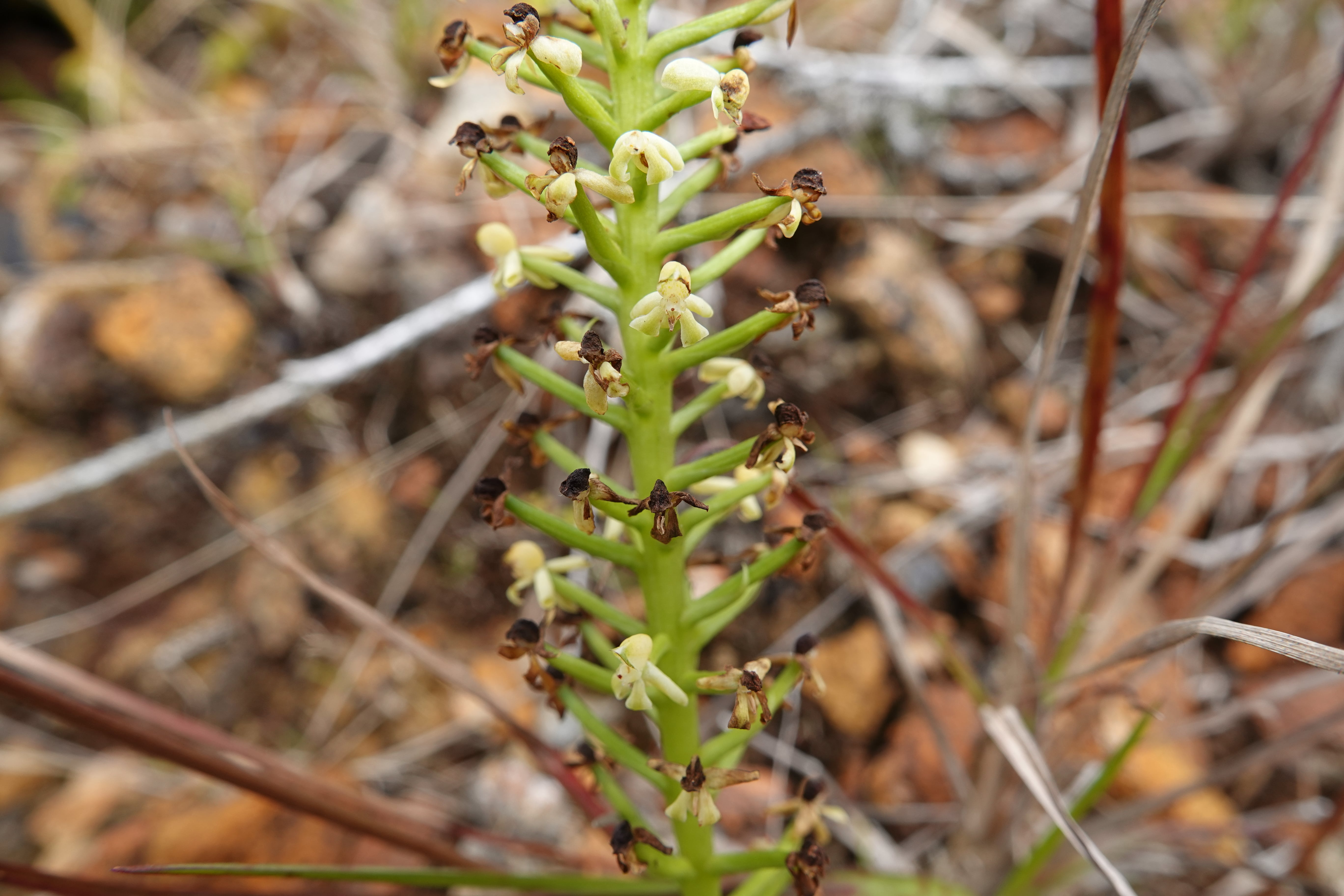 Orchidaceae sp 2