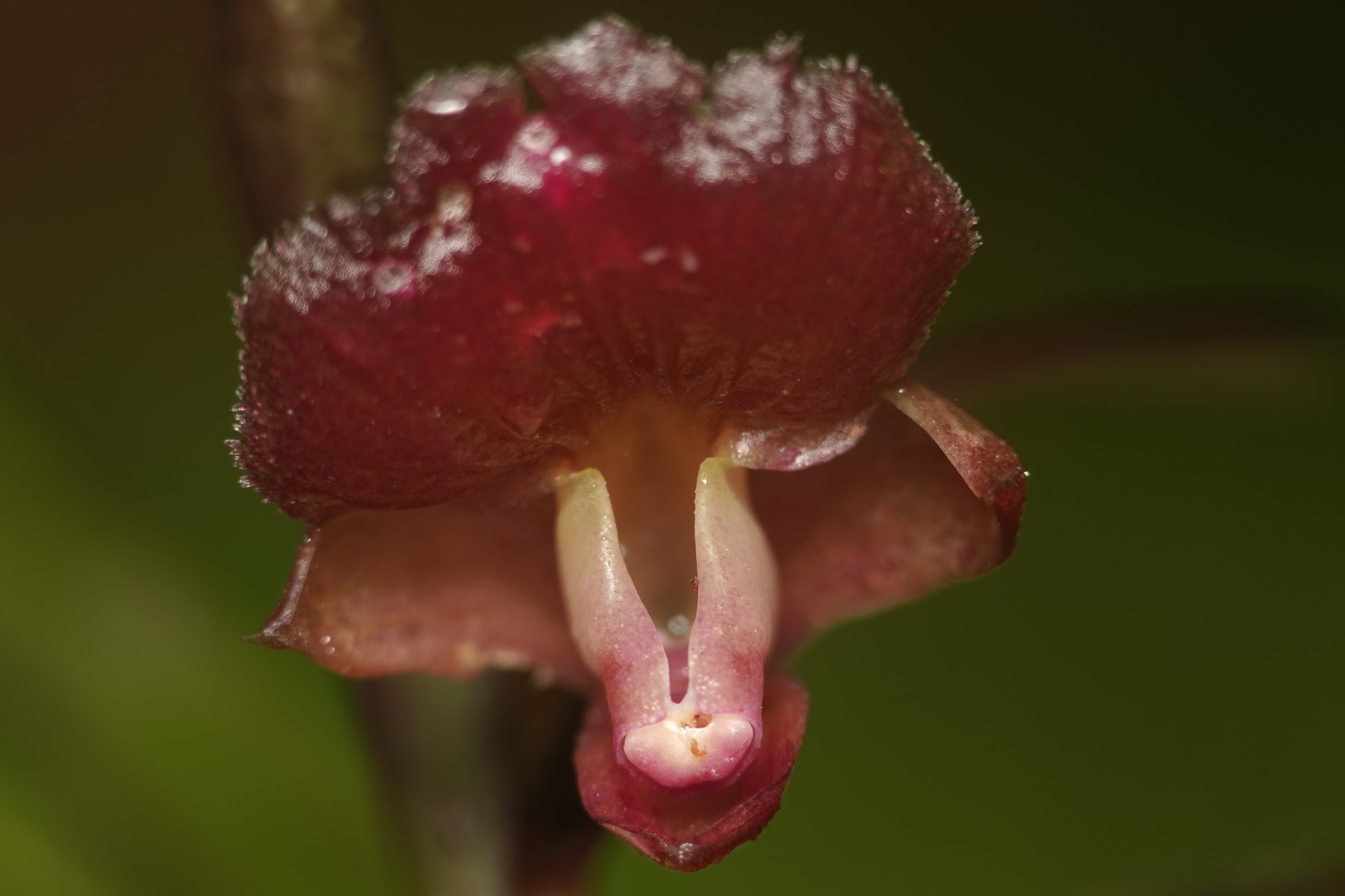 Orchidaceae sp 3
