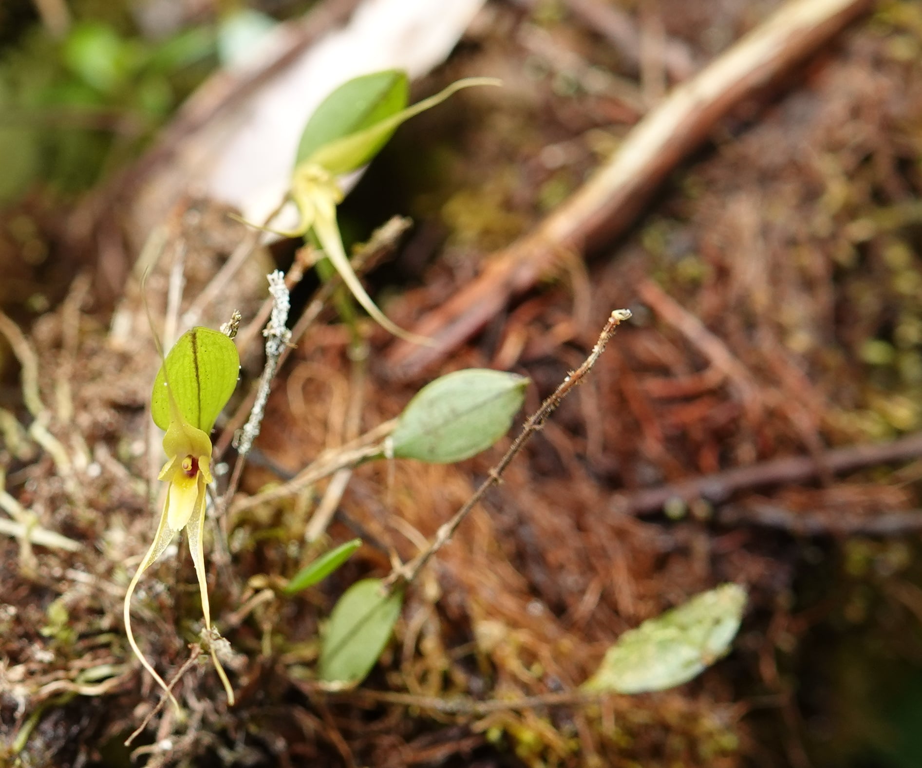 Orchidaceae sp 4