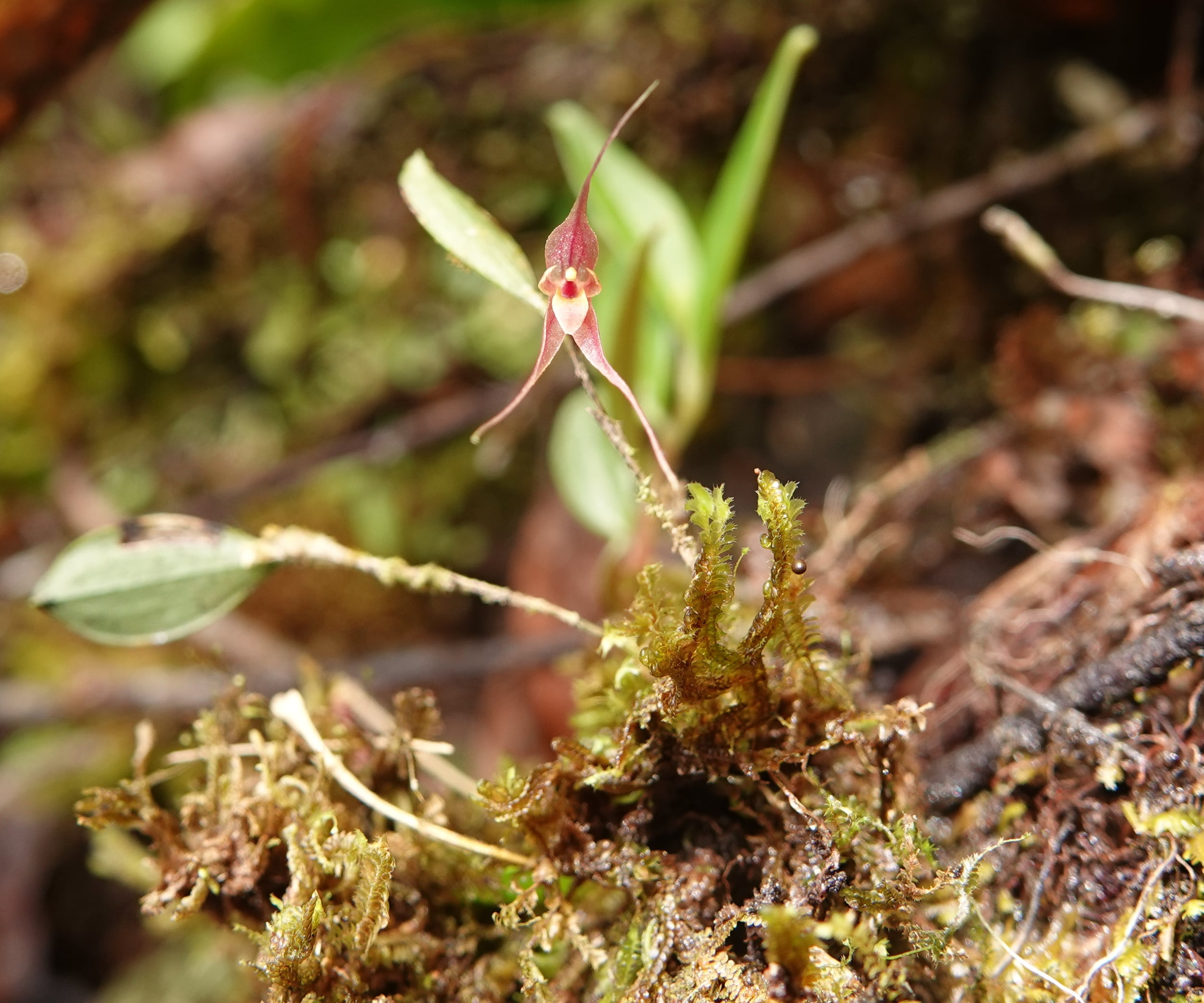 Orchidaceae sp 5