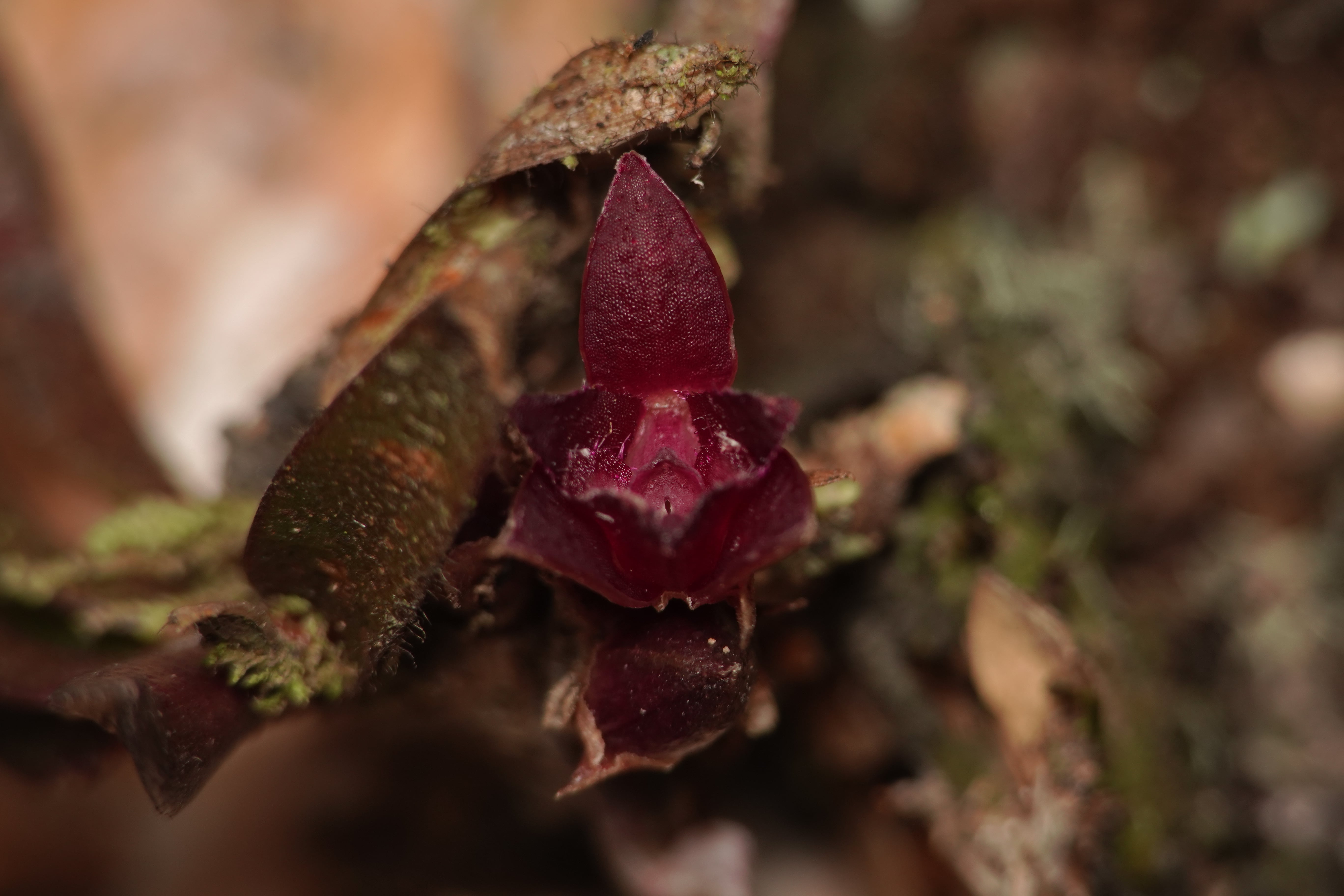 Orchidaceae sp 6