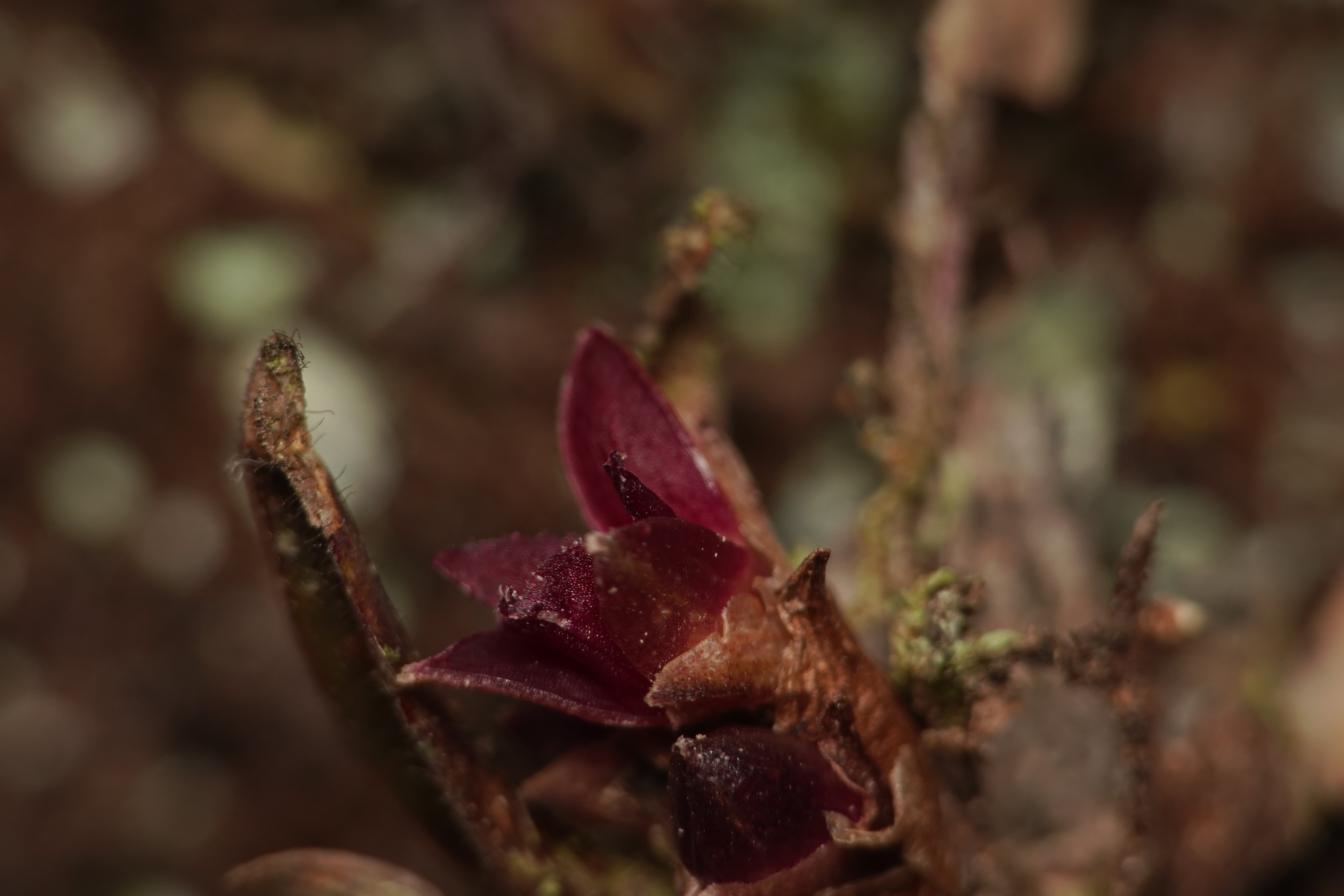 Orchidaceae sp 6. La Honda.