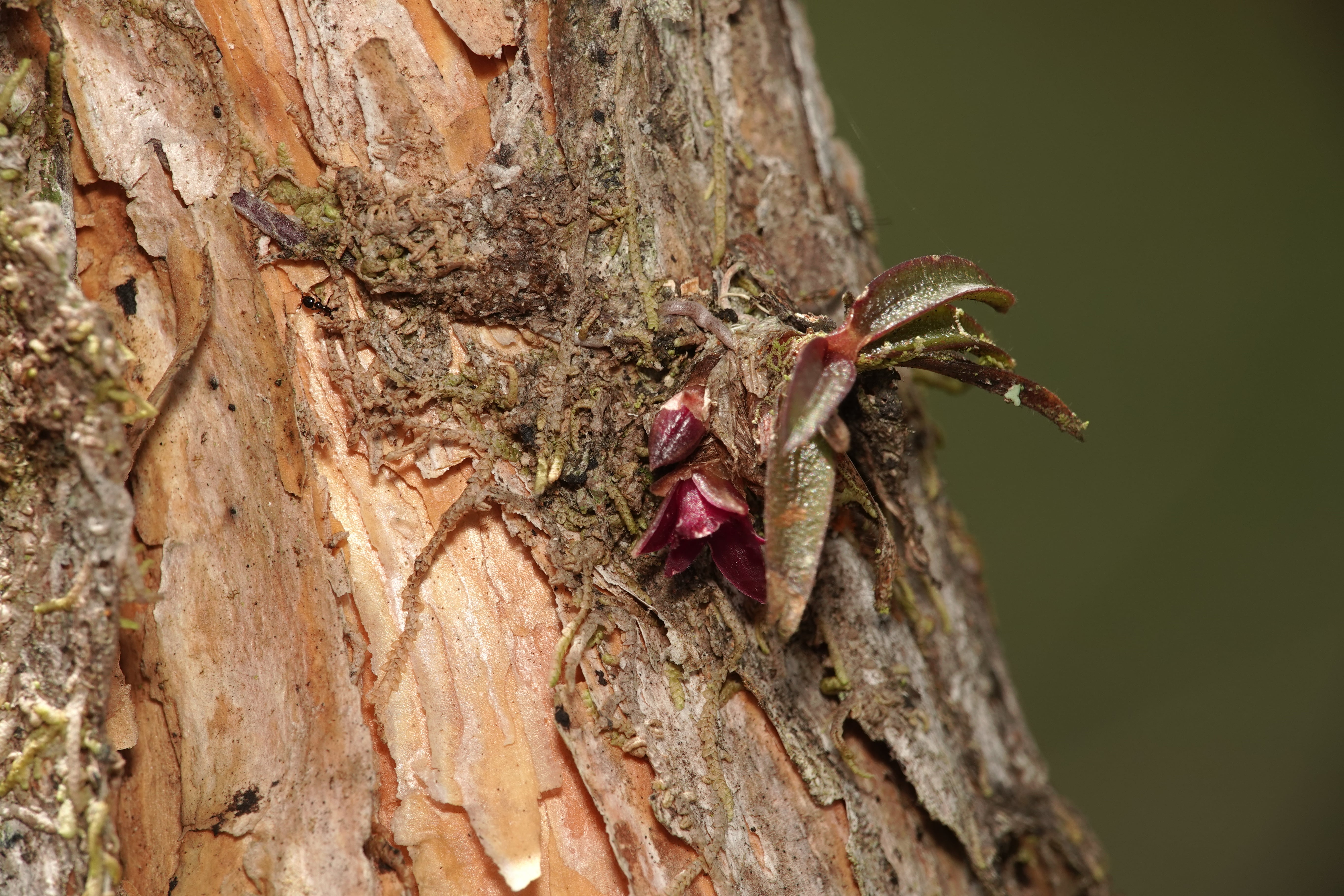 Orchidaceae sp 6. La Honda.