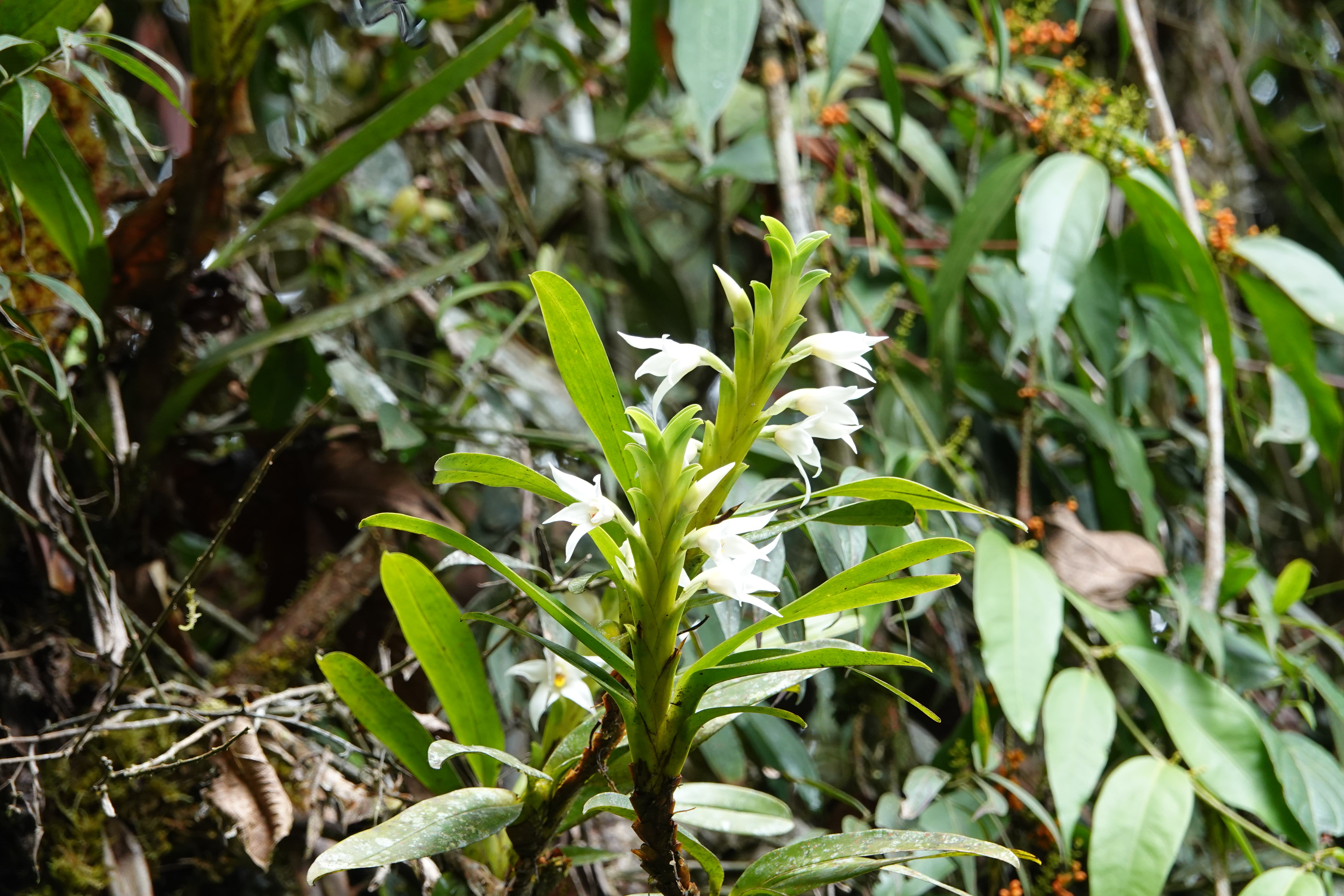 Orchidaceae sp 7
