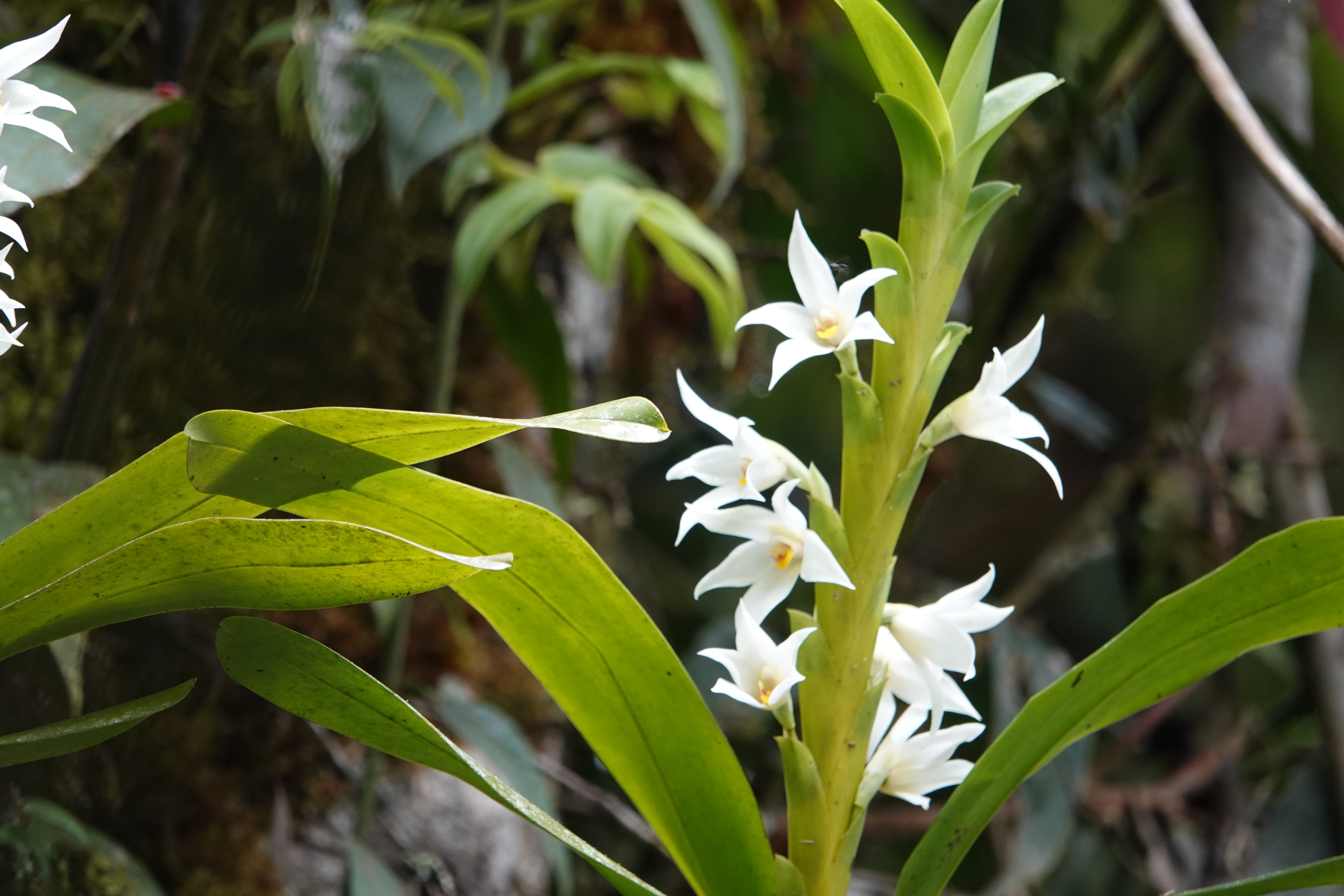 Orchidaceae sp 7. La Honda.