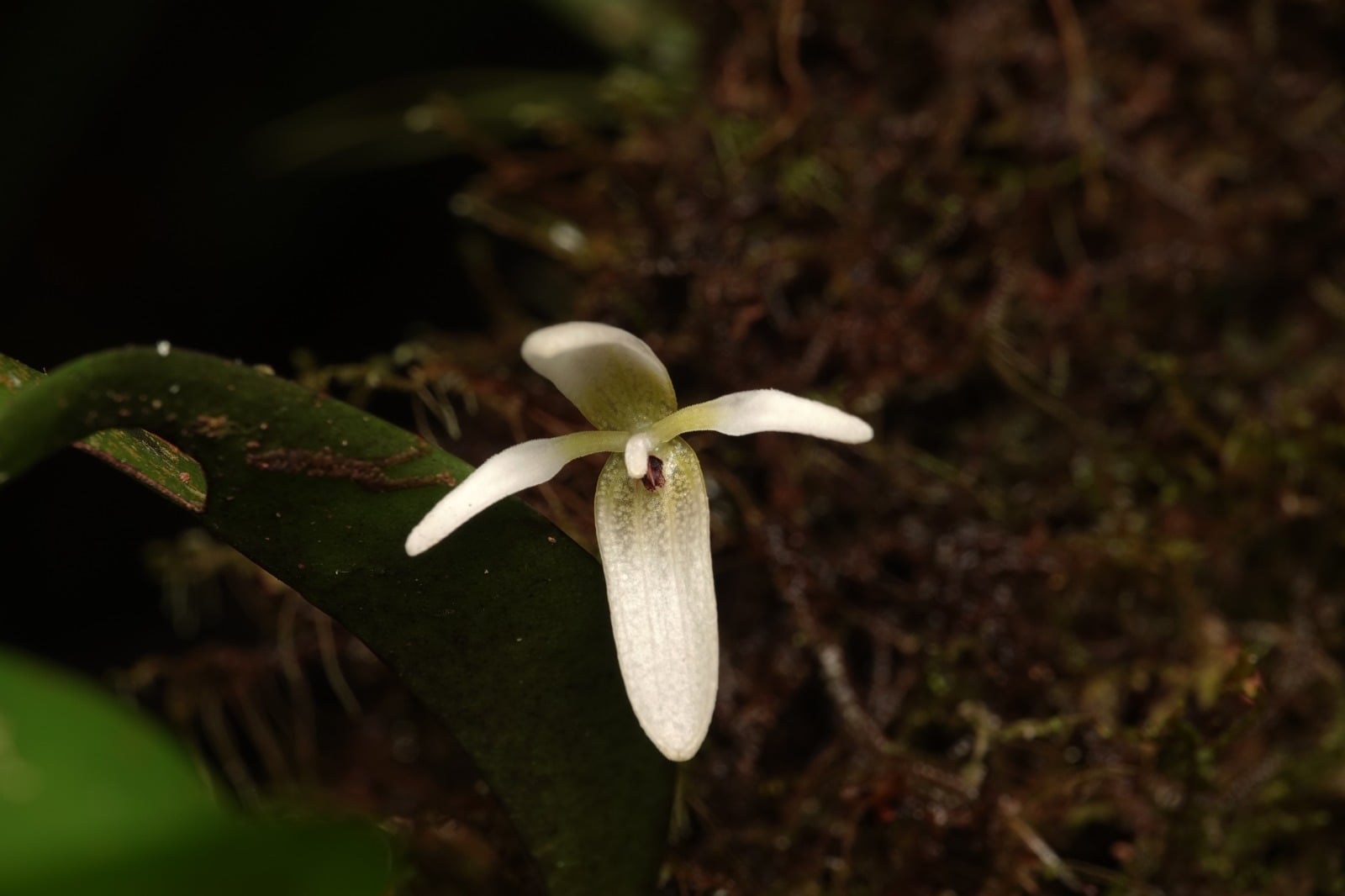 Orchidaceae sp 8