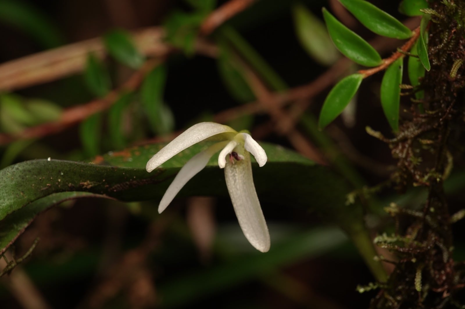 Orchidaceae sp 8. La Honda.