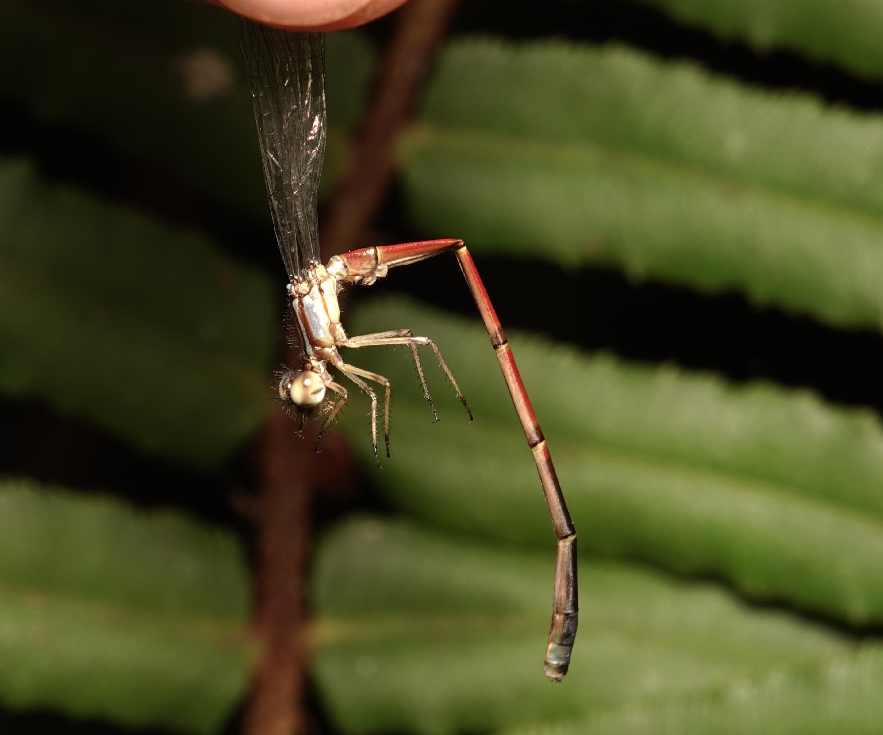 Oreiallagma oreas
