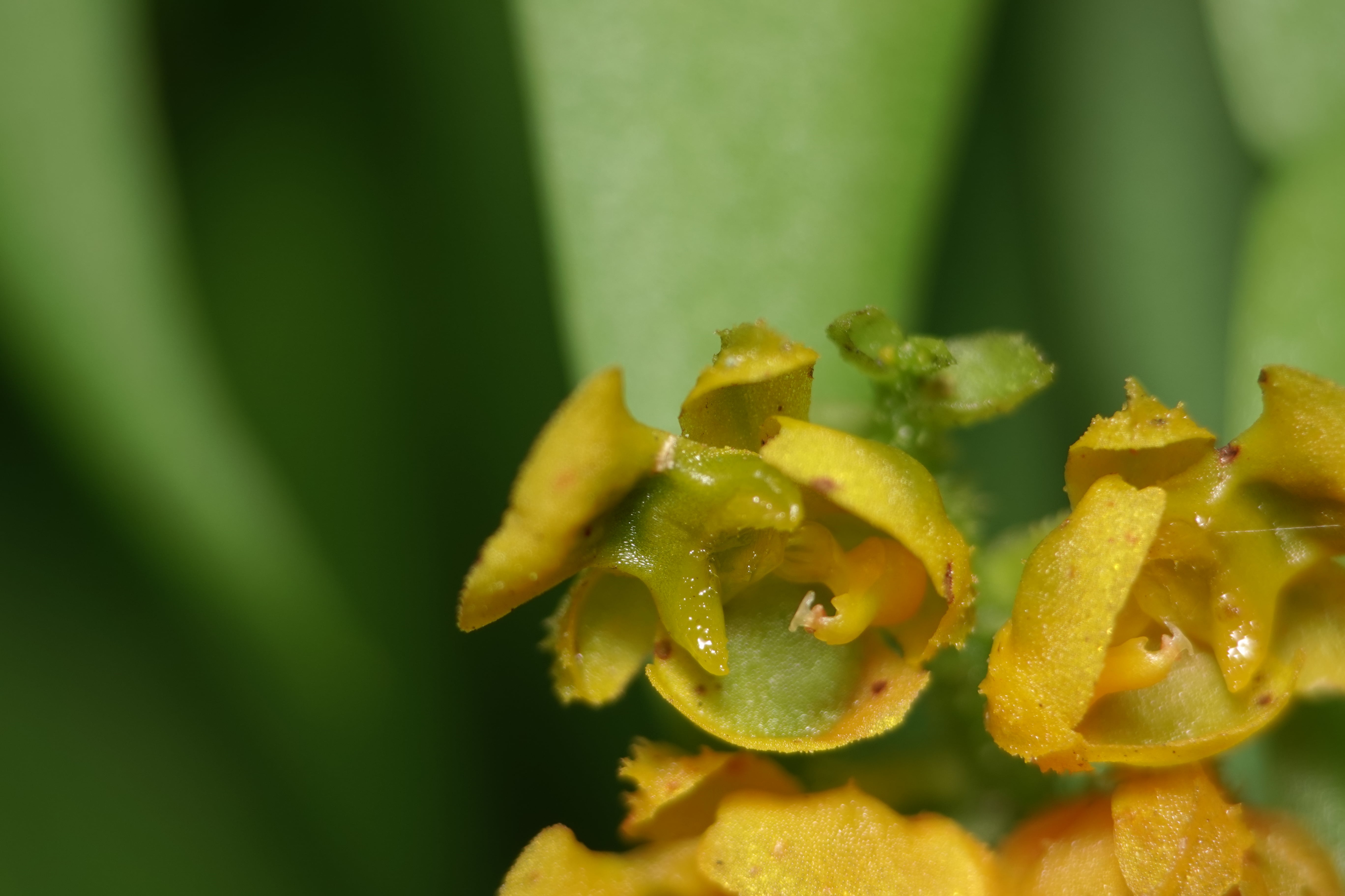 Ornithocephalus sp. La Honda.