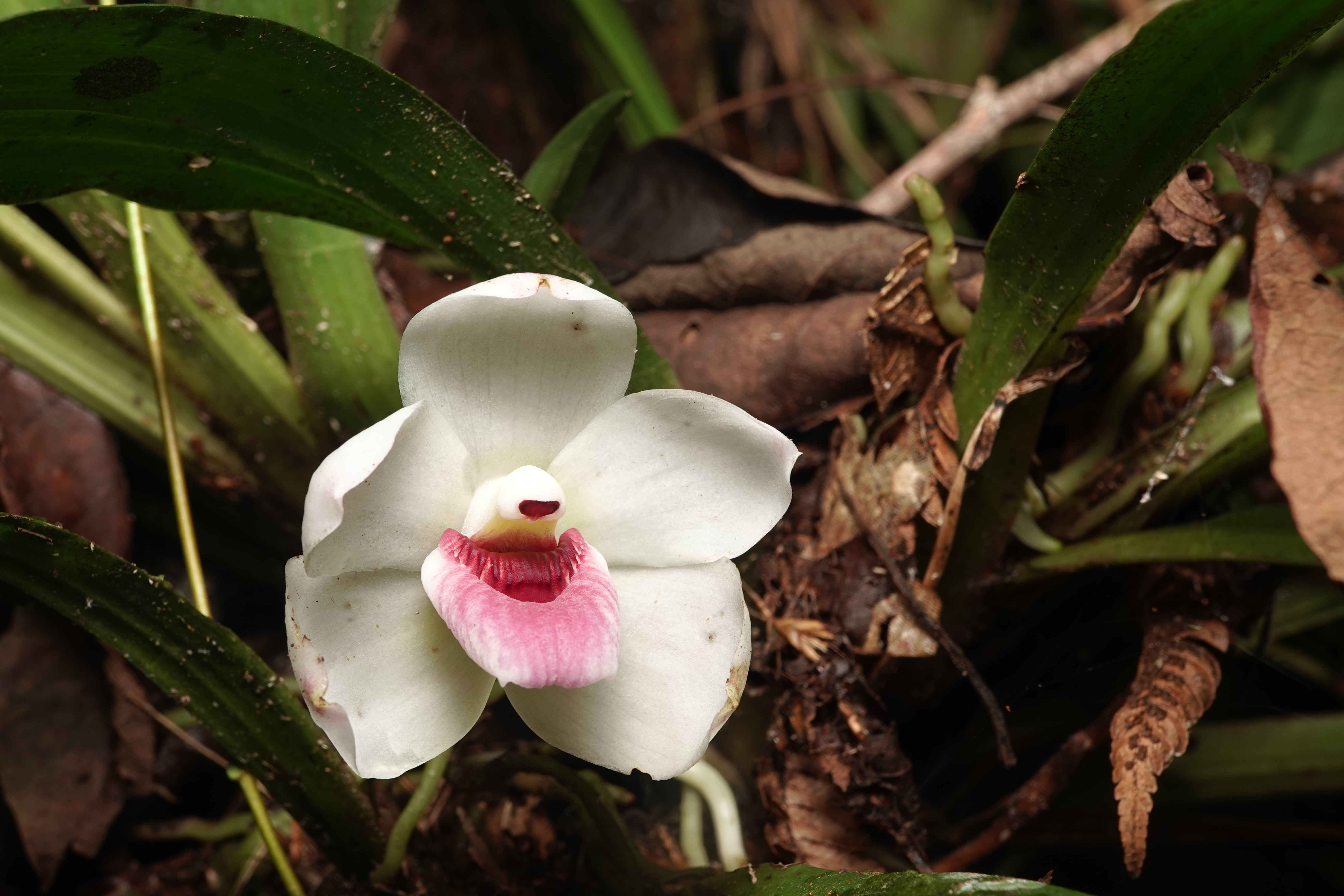 Pescatoria dayana