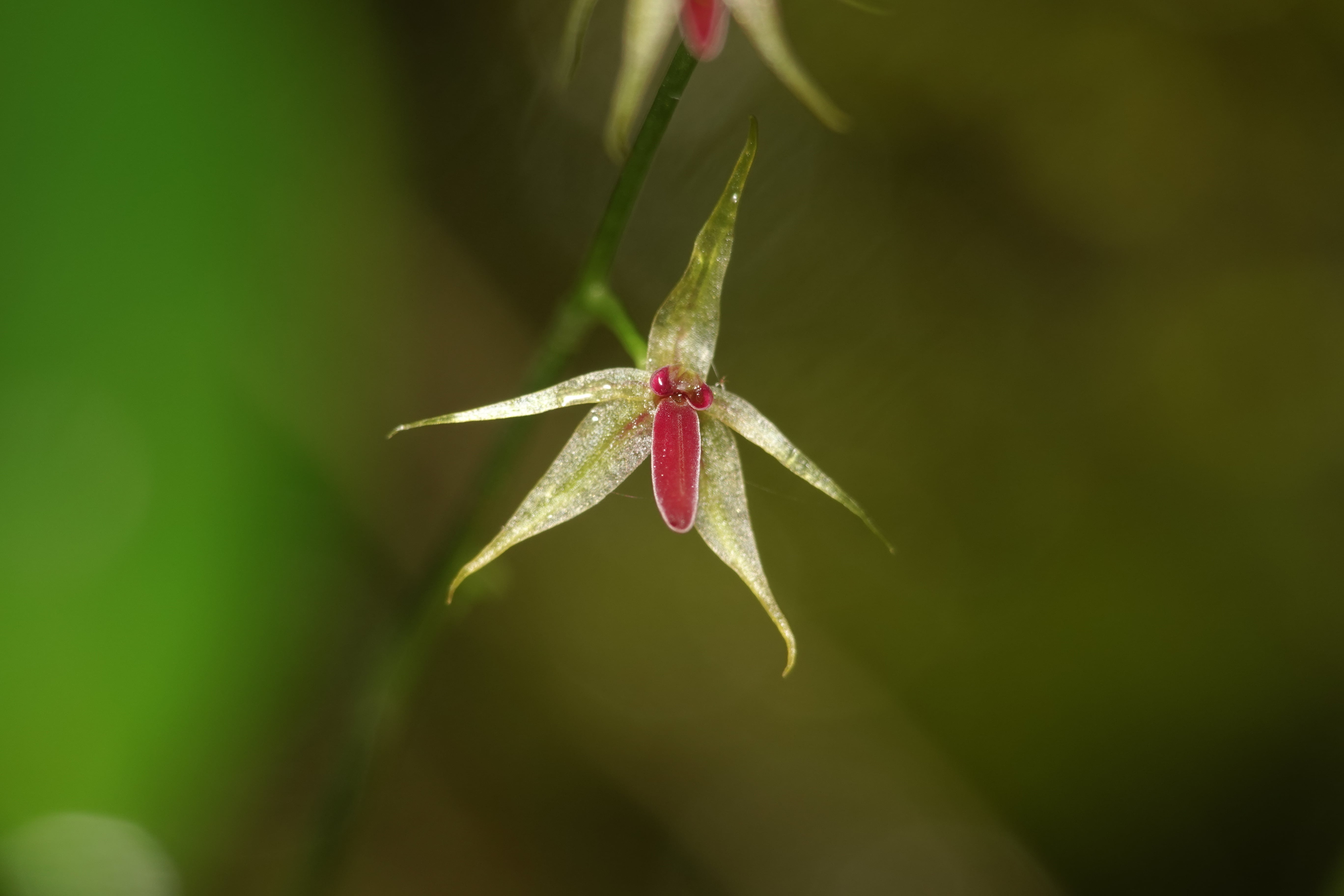 Platystele consobrina