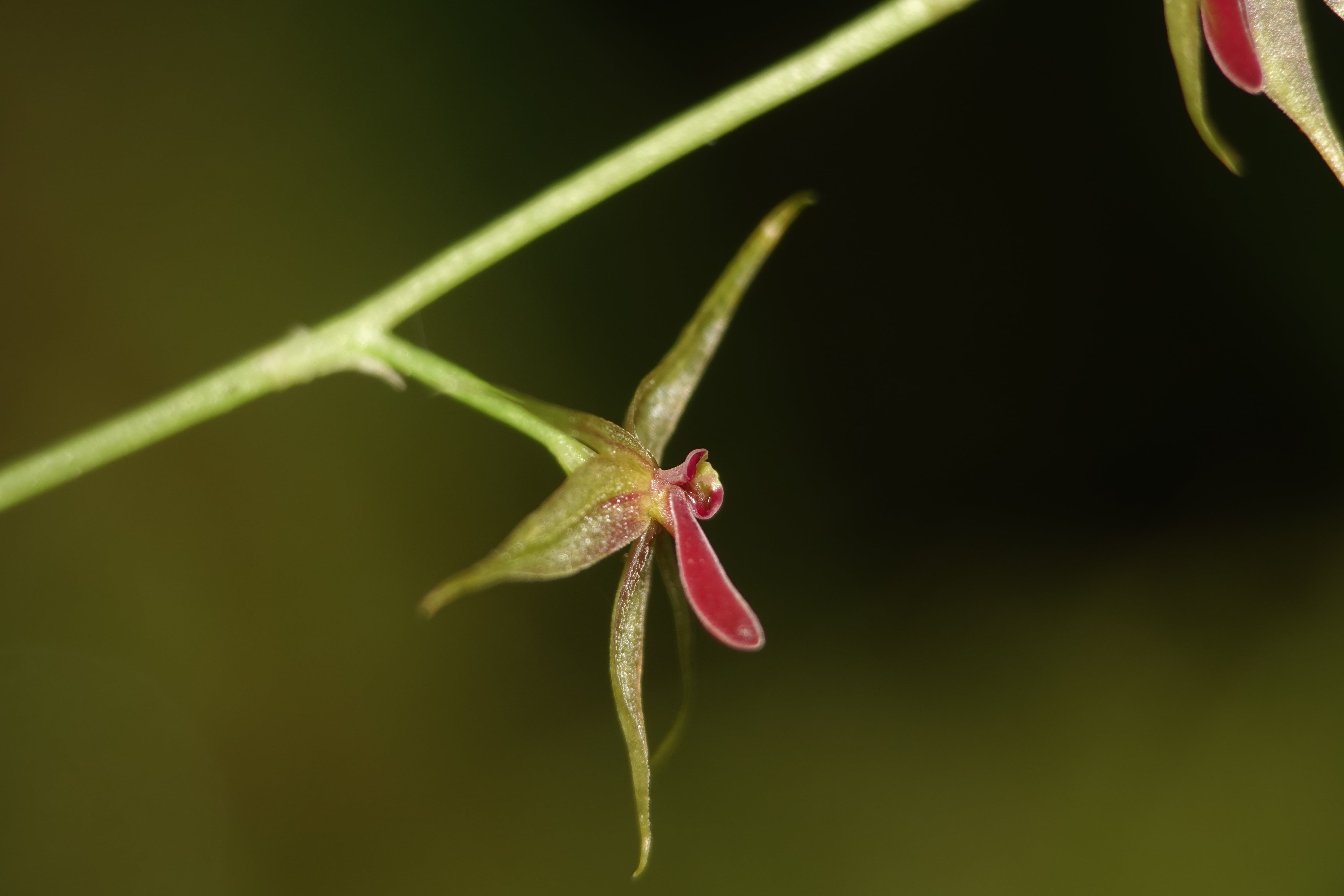 Platystele consobrina. La Honda.