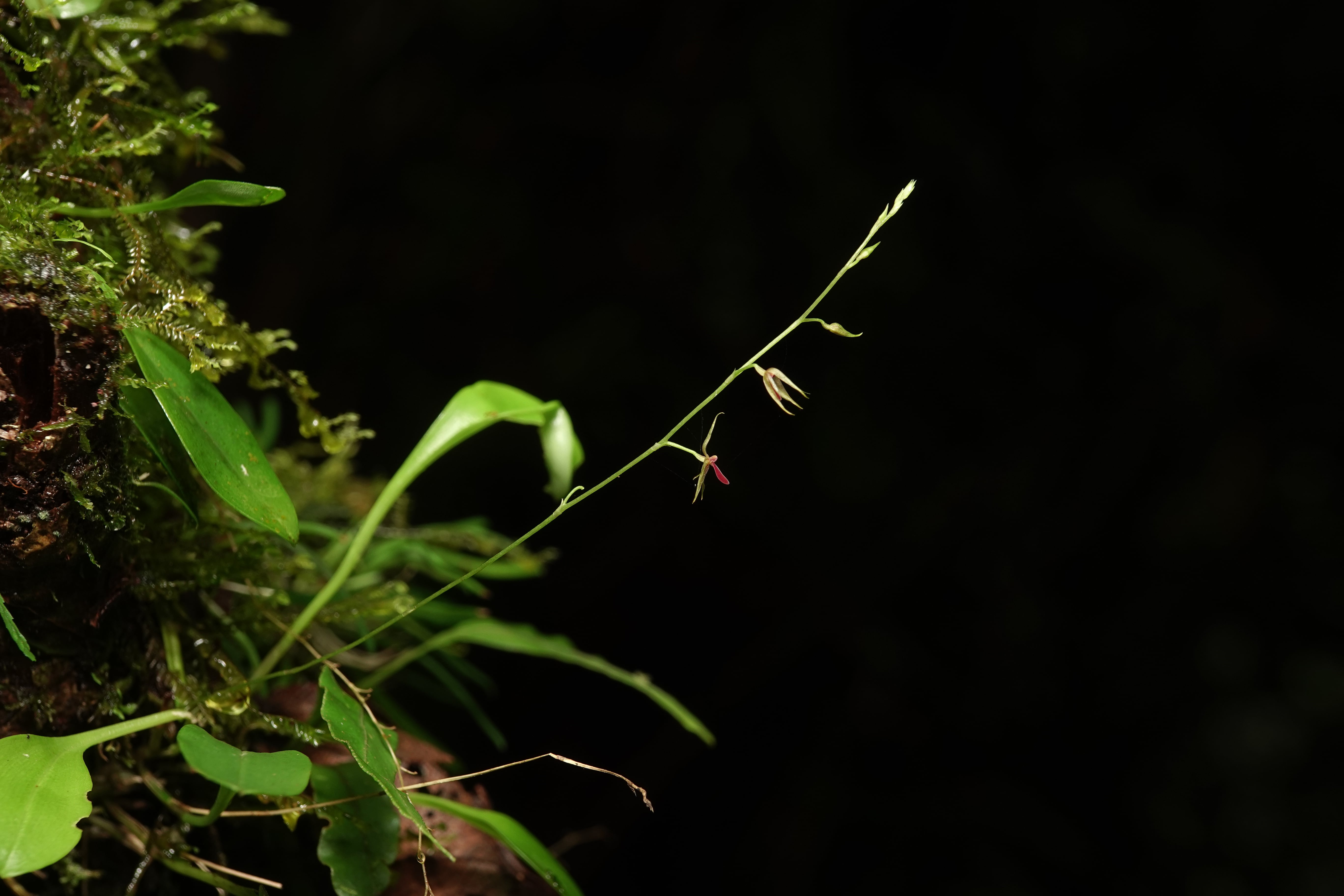 Platystele consobrina. La Honda.
