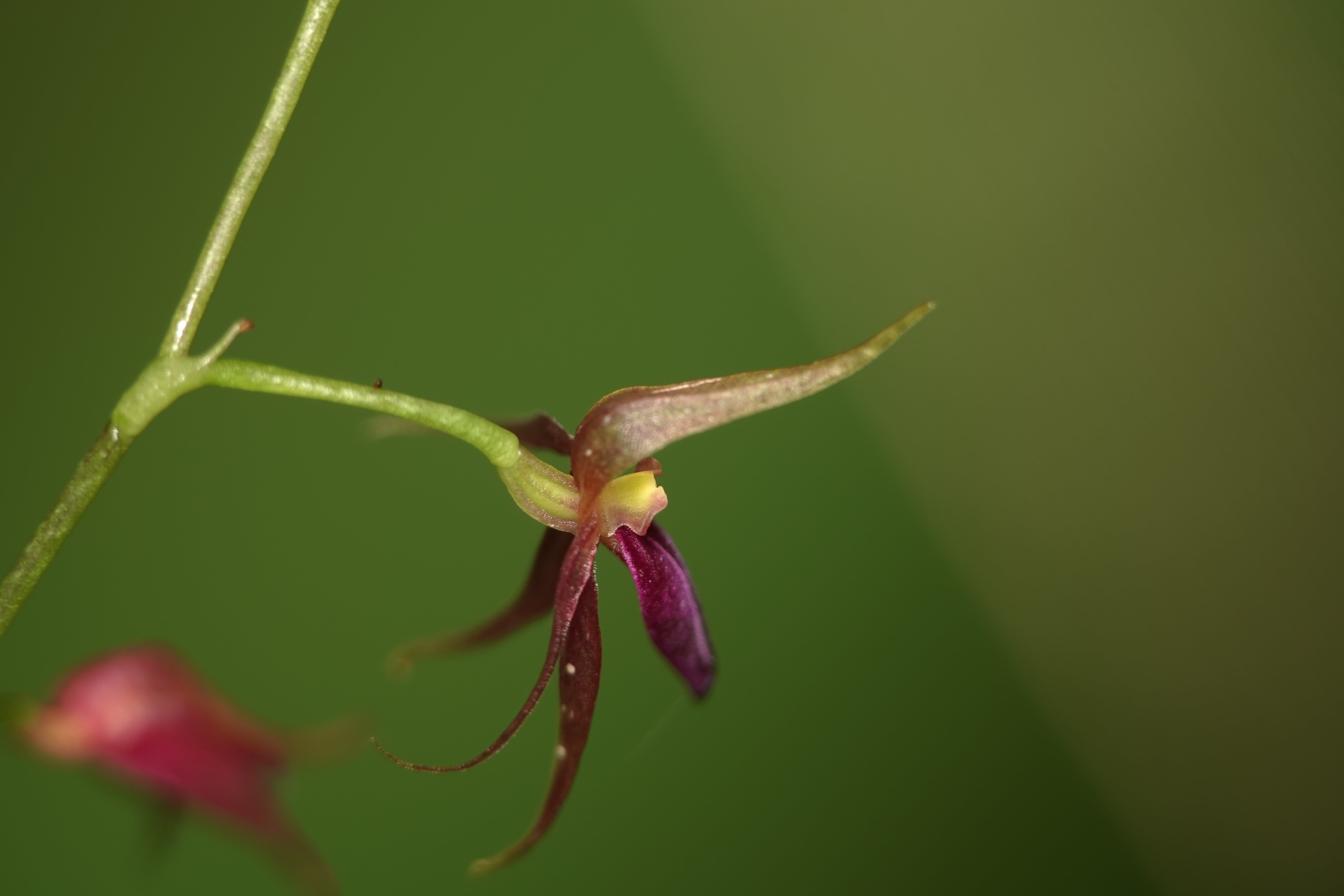 *Platystele sp 1*. La Honda.