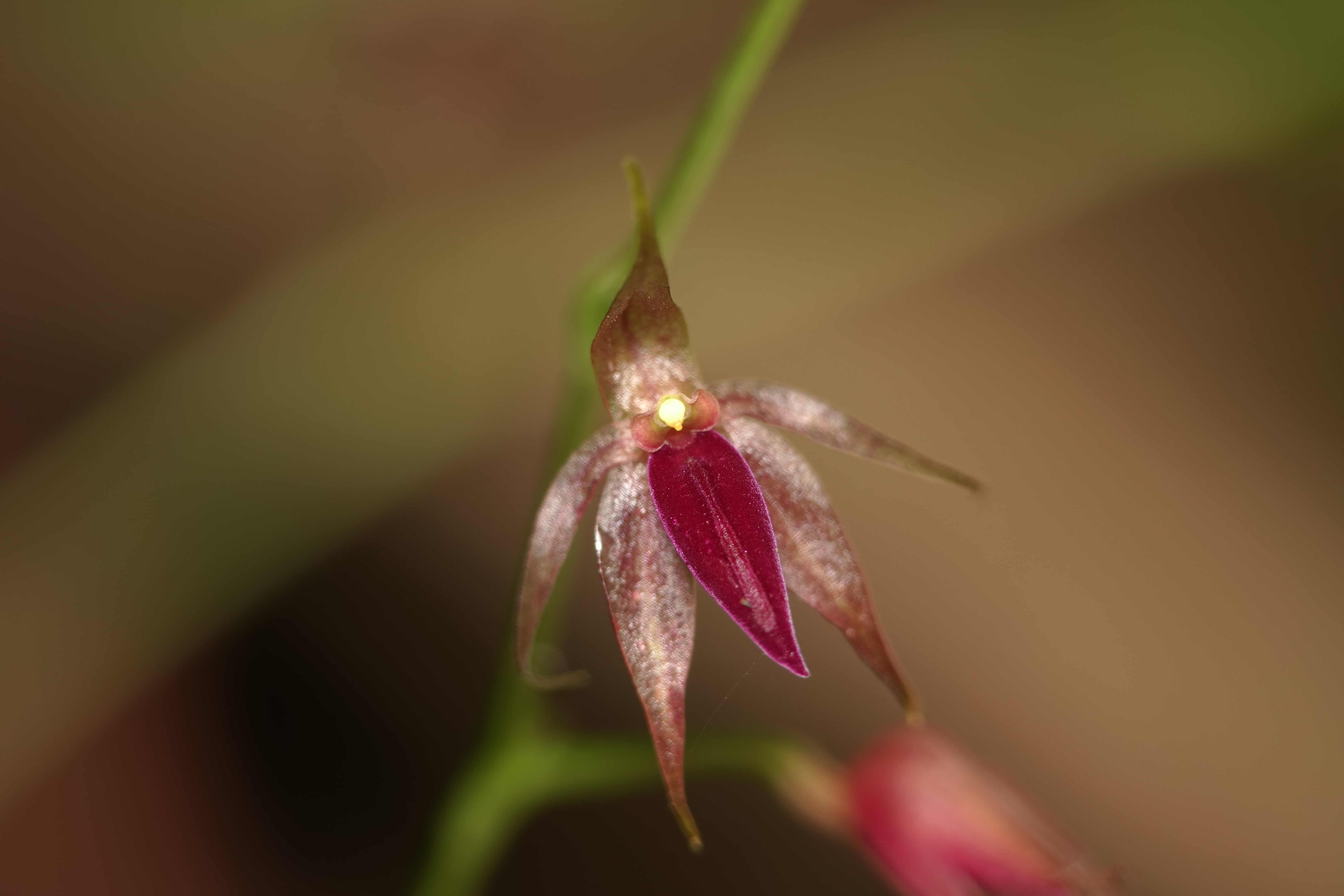 Platystele sp 1