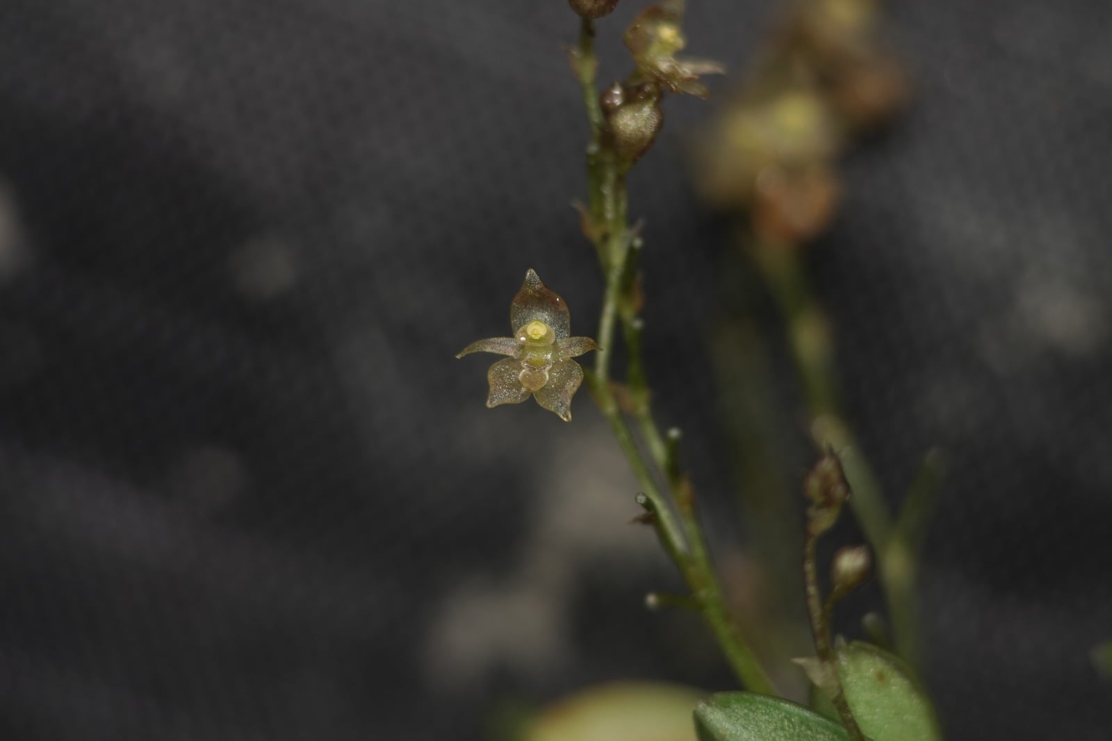 Platystele sp 2