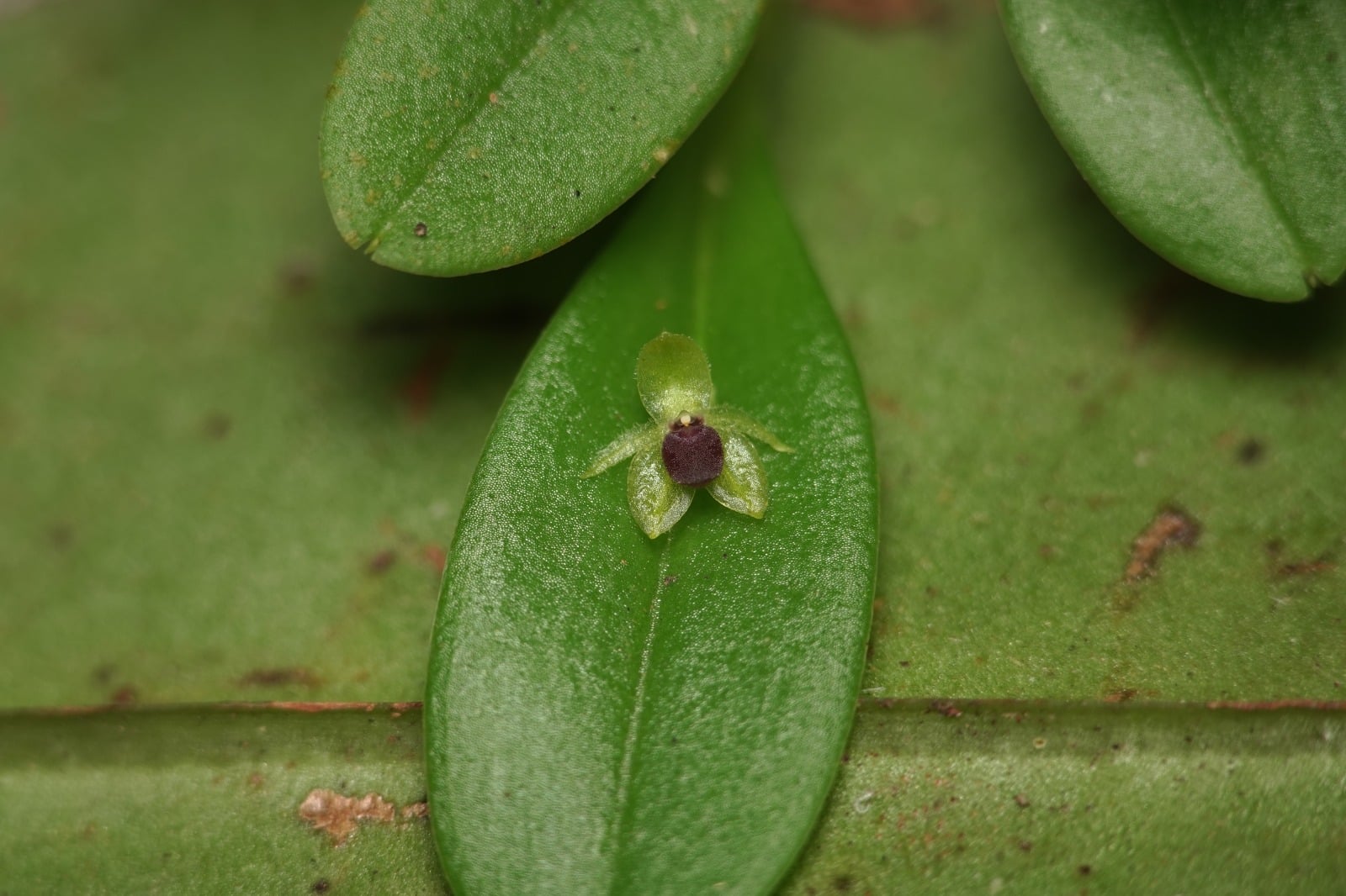 Platystele sp 3