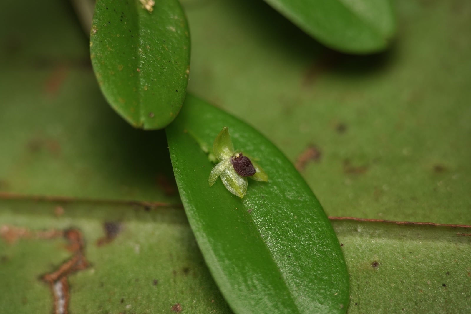 Platystele sp 3. La Honda.