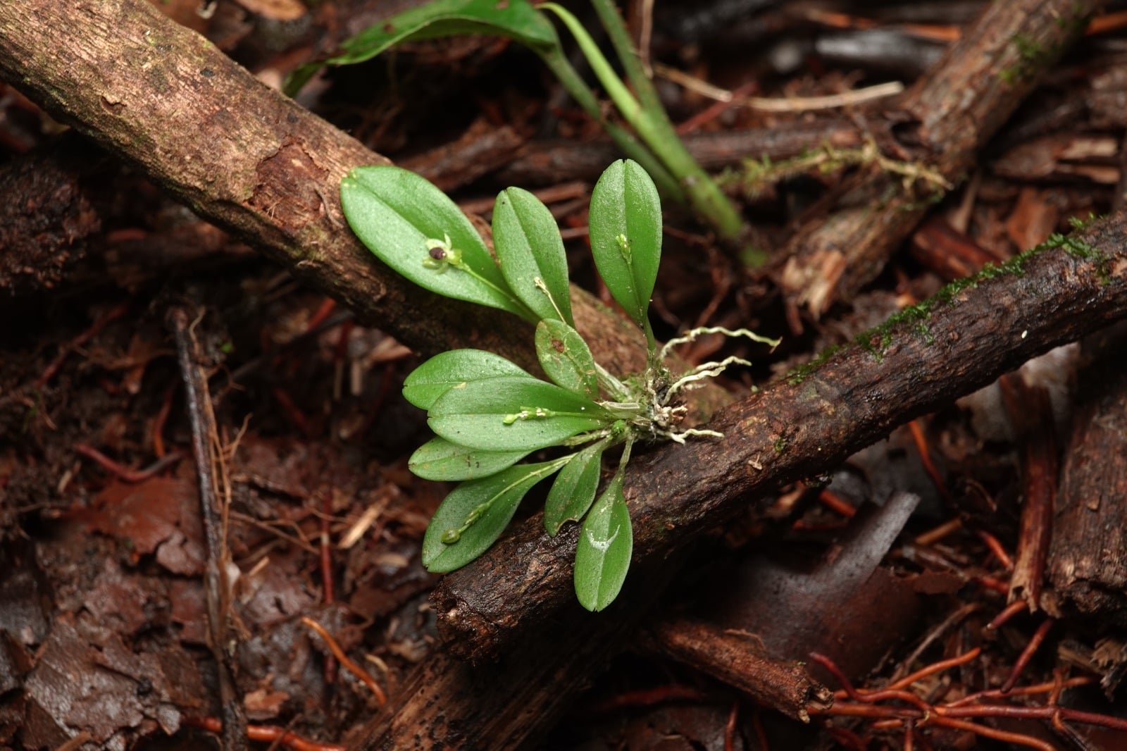 Platystele sp 3. La Honda.
