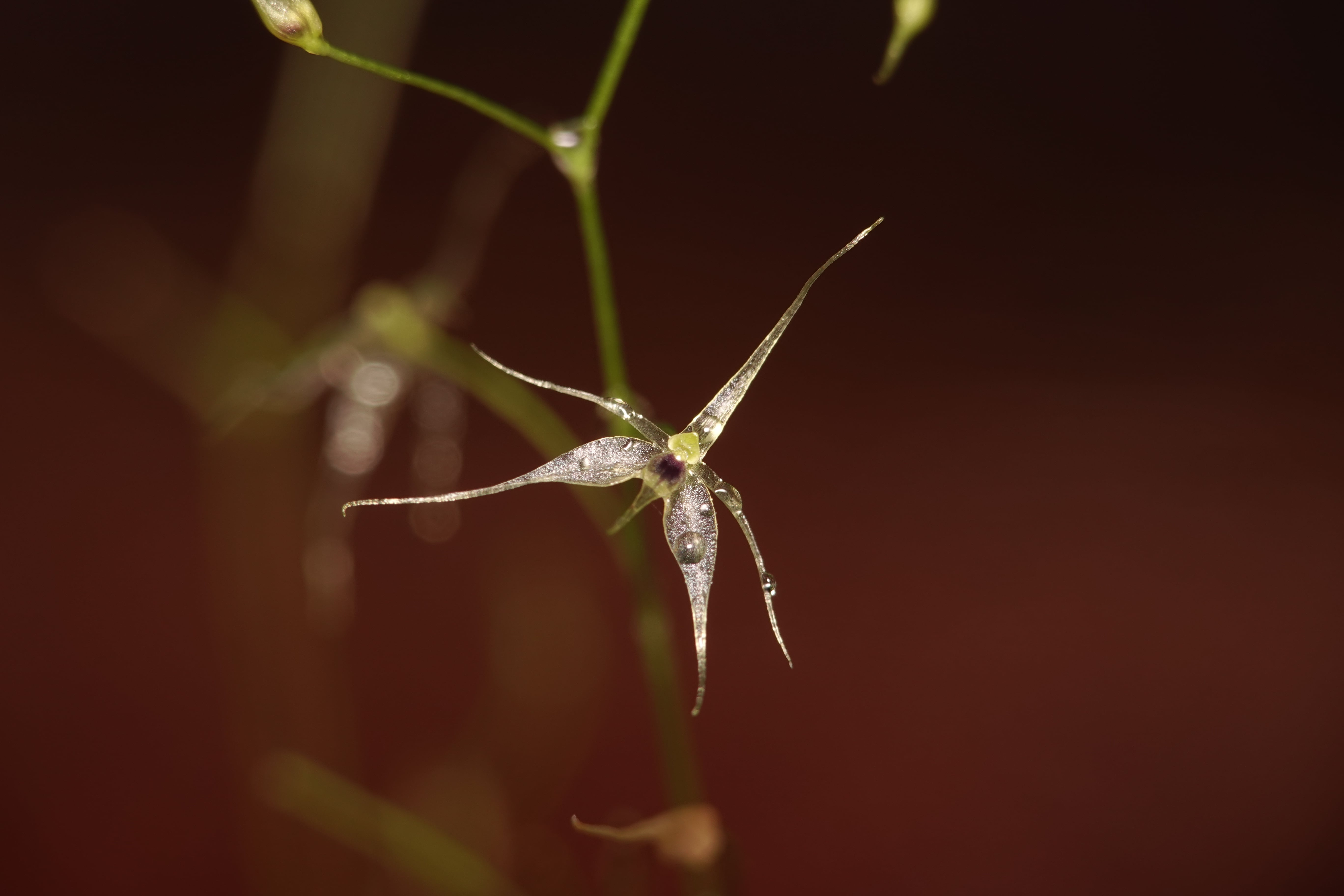 Platystele sylvestrei