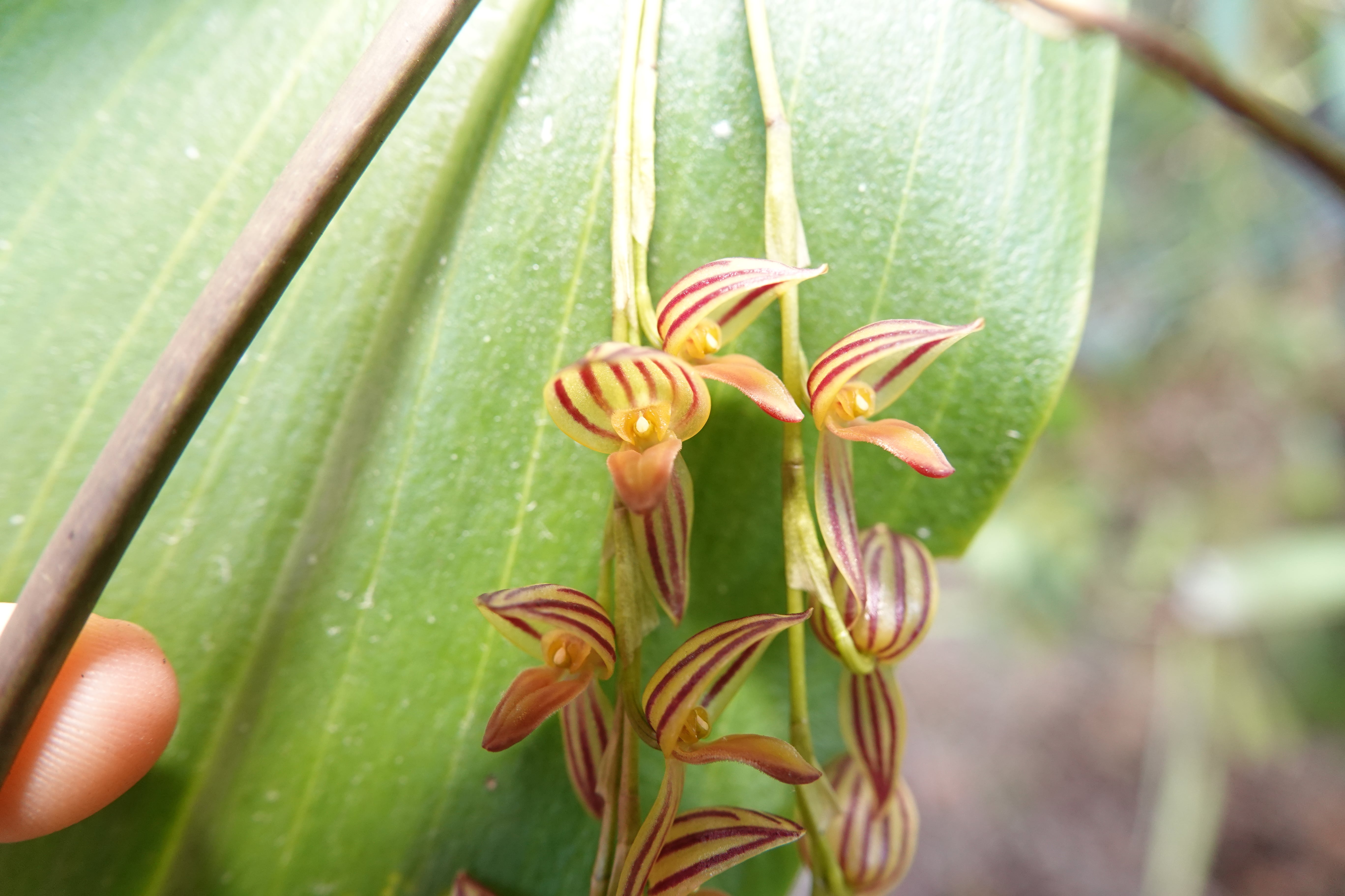 *Pleurothallis bicornis*. La Honda.
