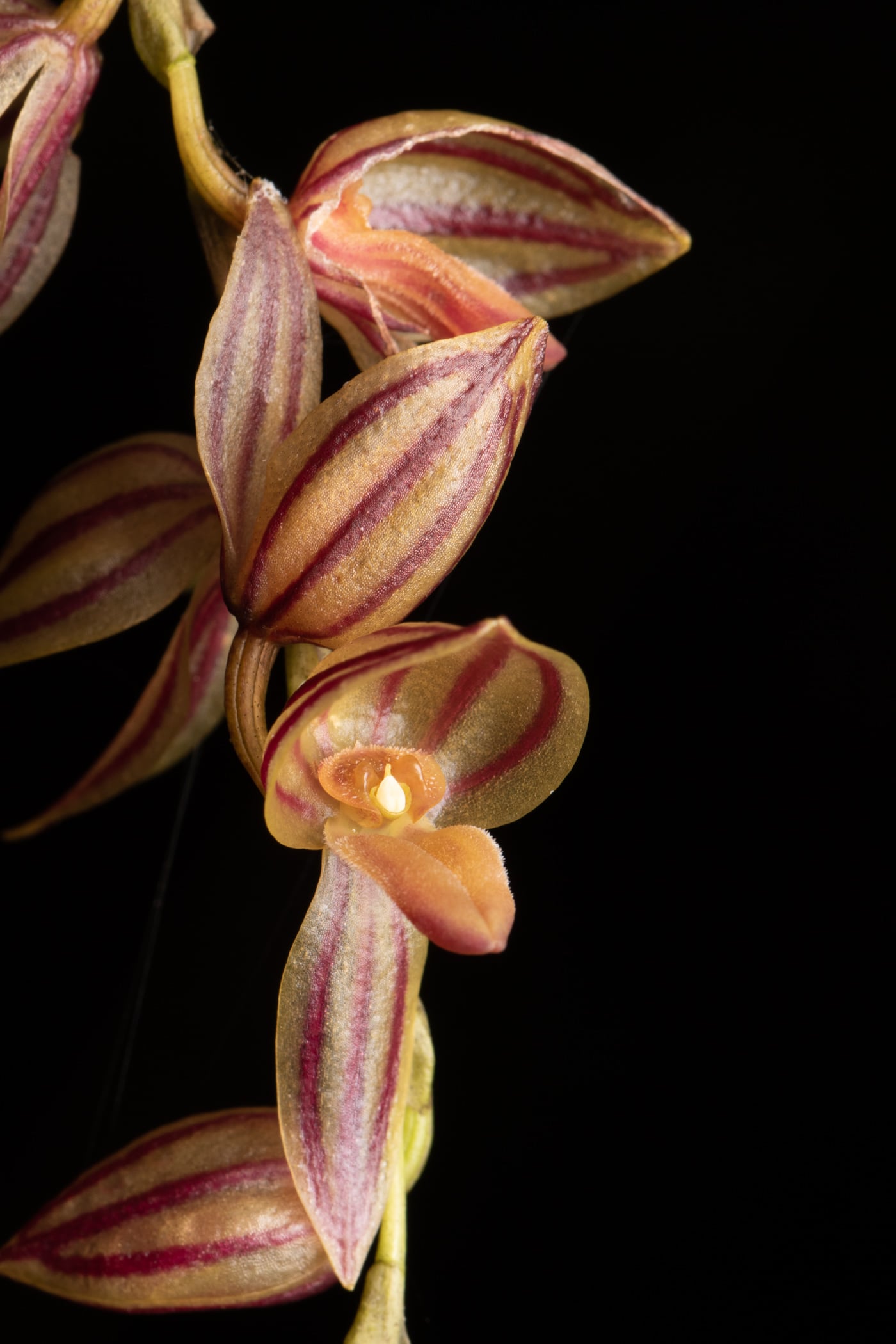 *Pleurothallis bicornis*, La Honda, 2025.