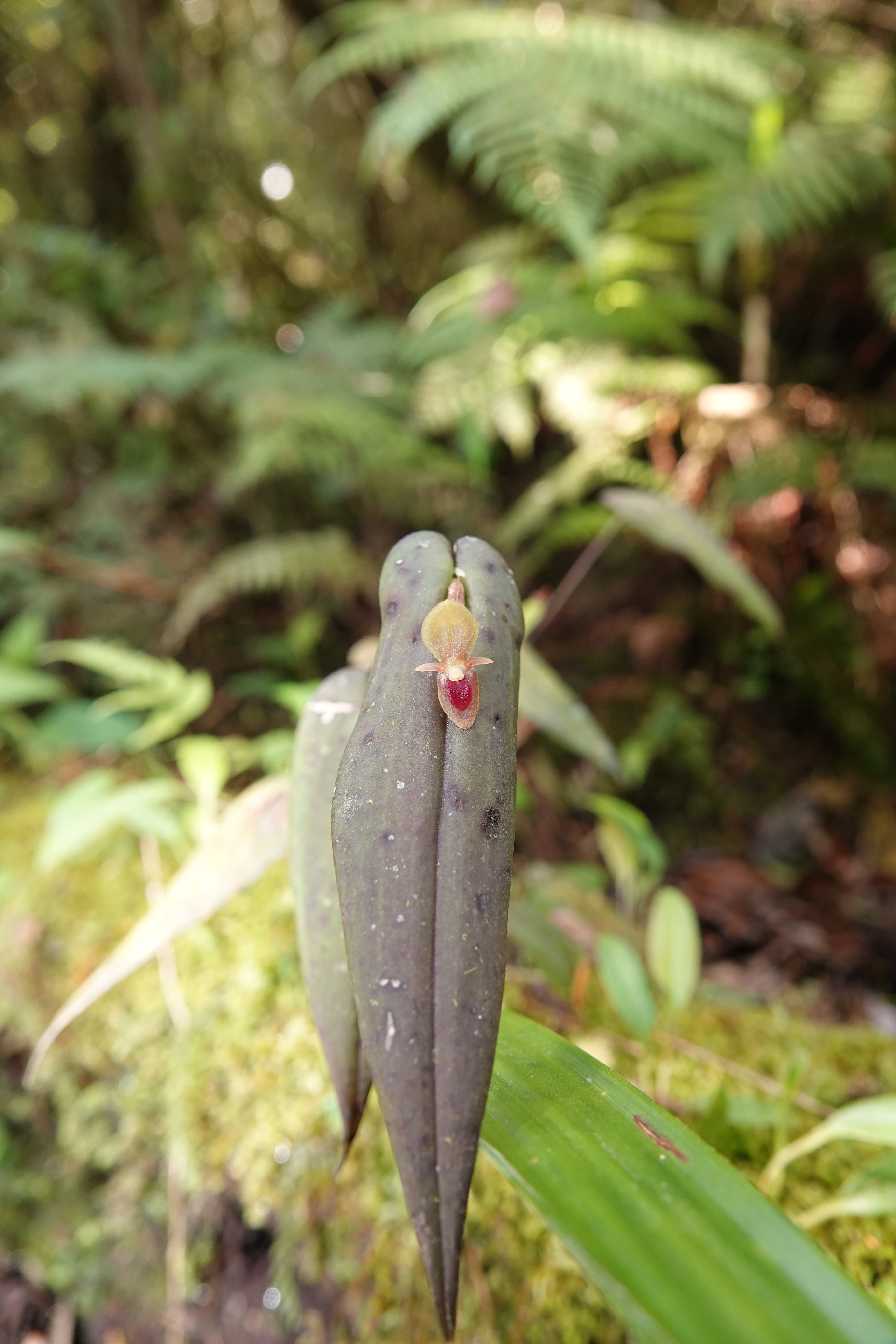 *Pleurothallis bivalvis*. La Honda.