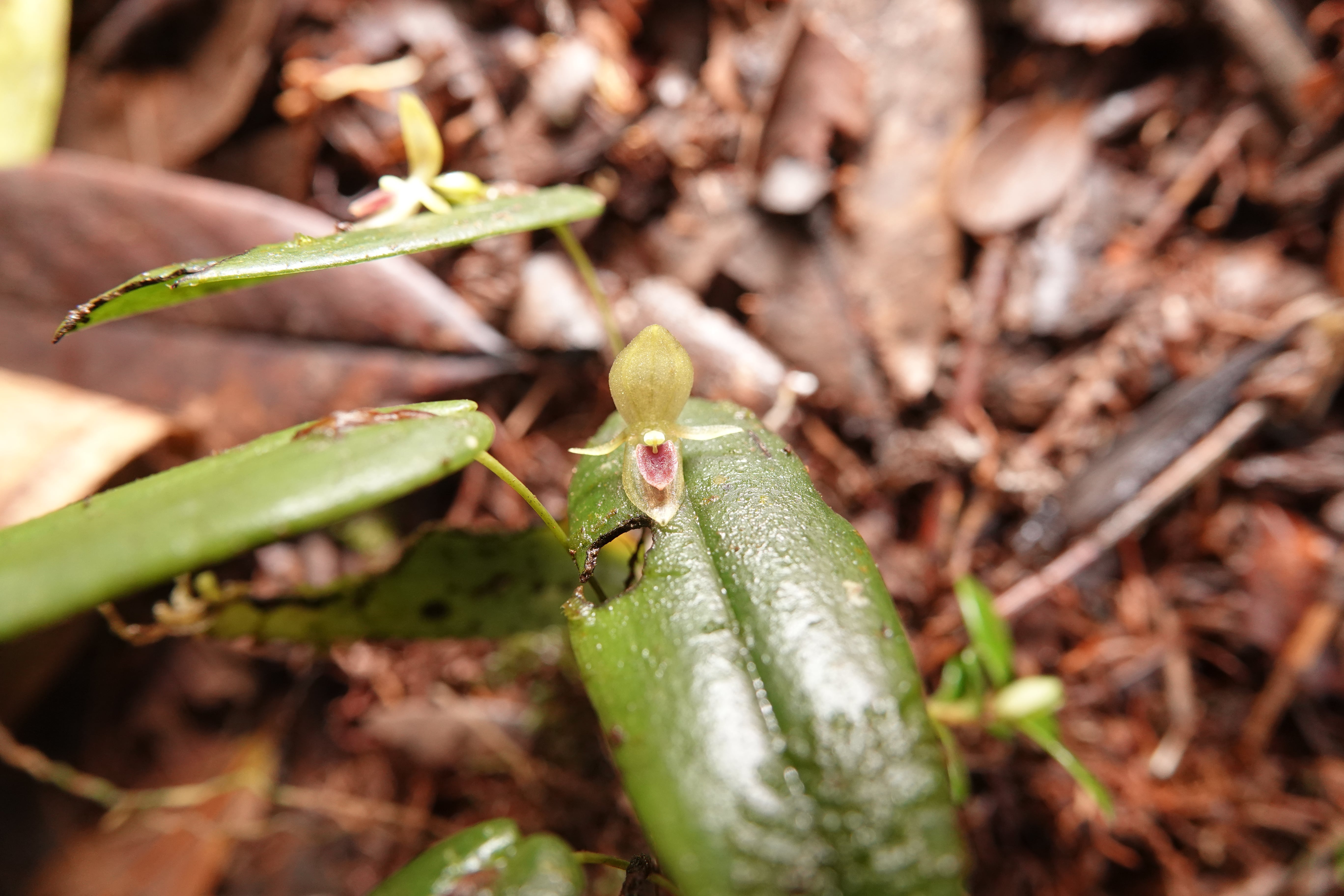 Pleurothallis bivalvis